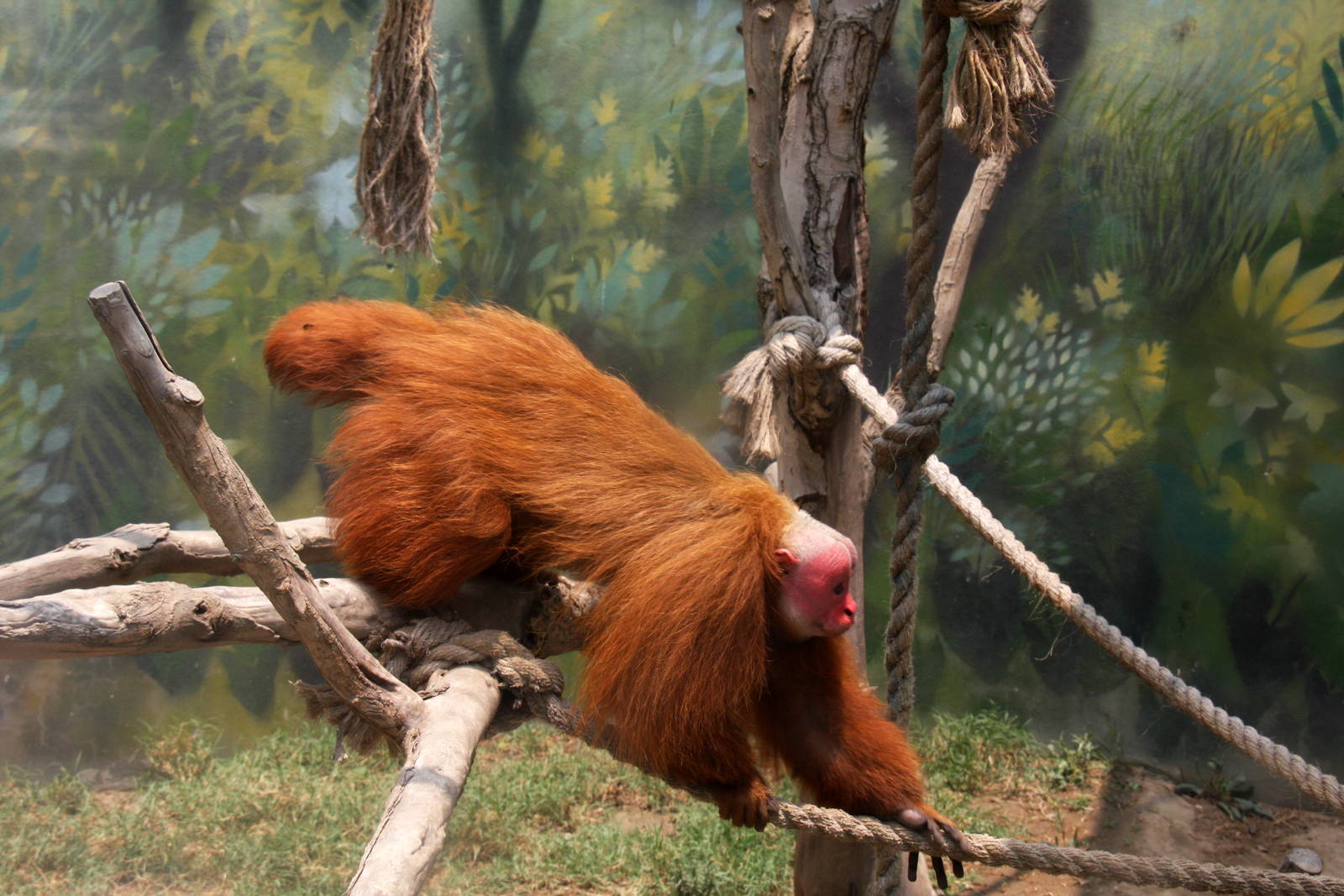 Parque Zoologico Huachipa 2012