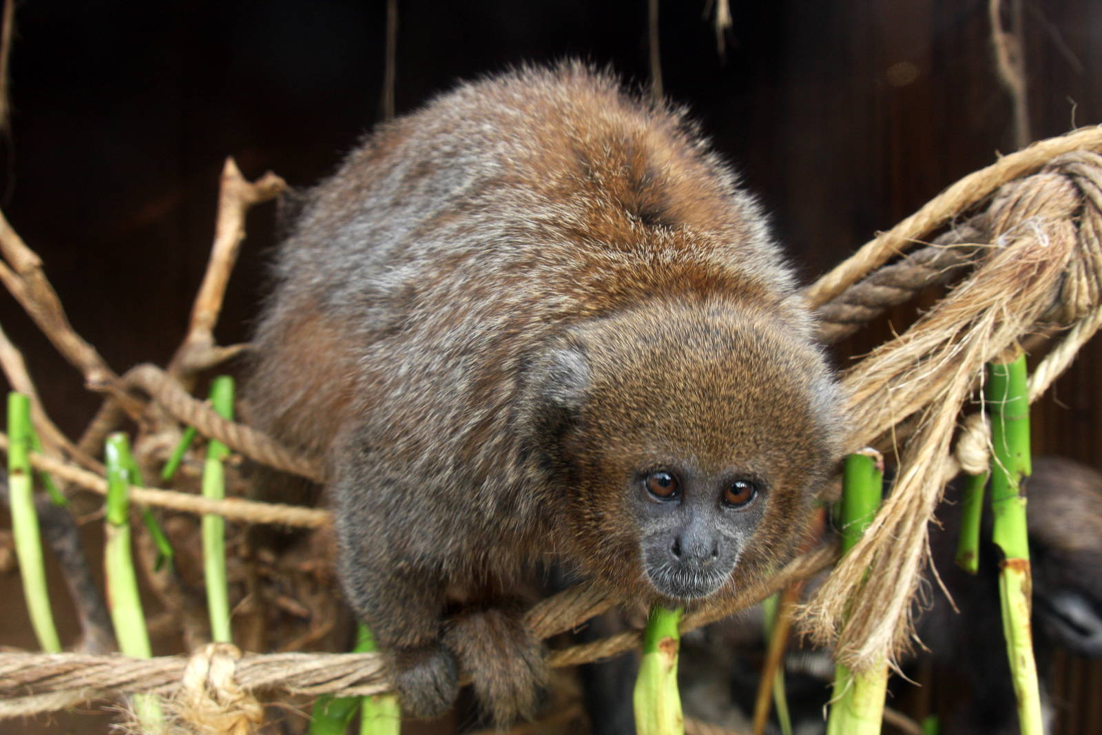 Parque Zoologico Huachipa 2012