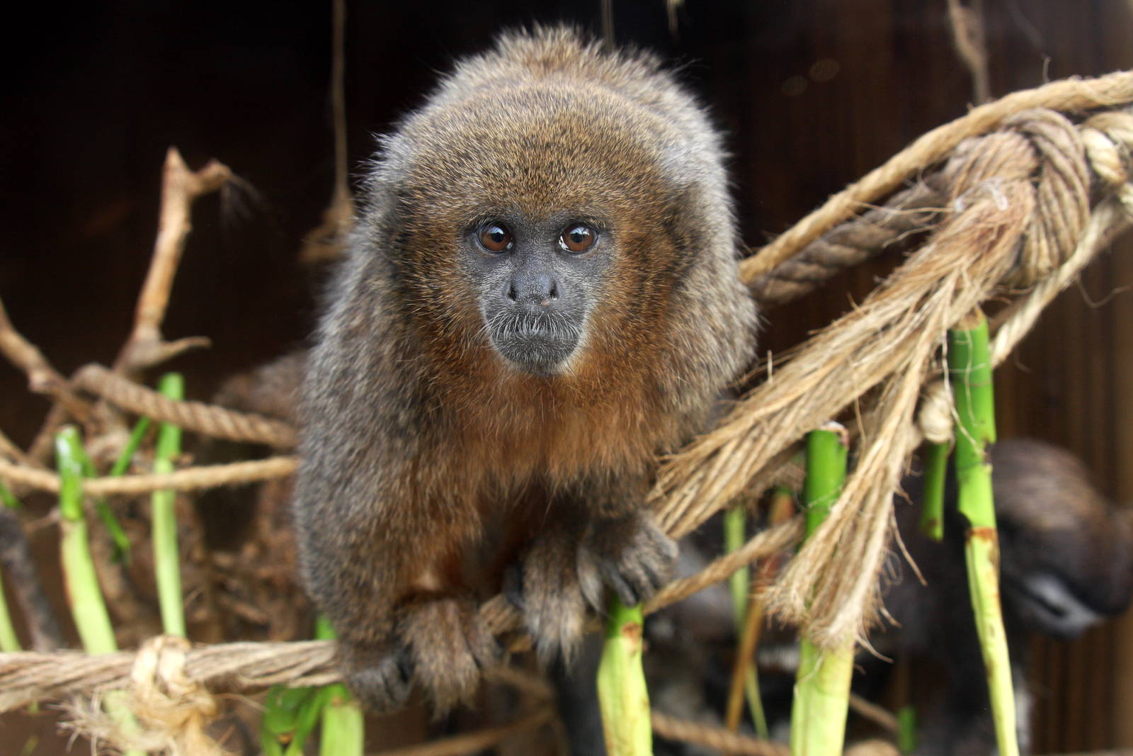Parque Zoologico Huachipa 2012