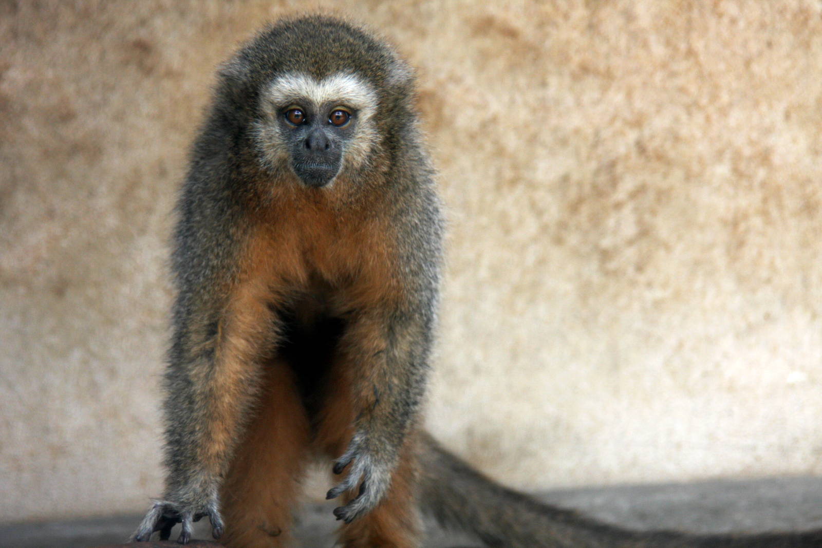 Parque Zoologico Huachipa 2012