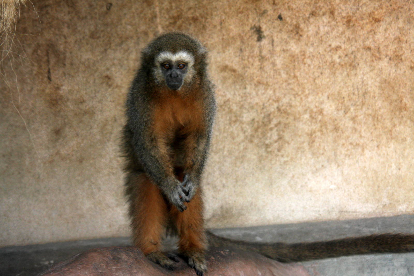 Parque Zoologico Huachipa 2012