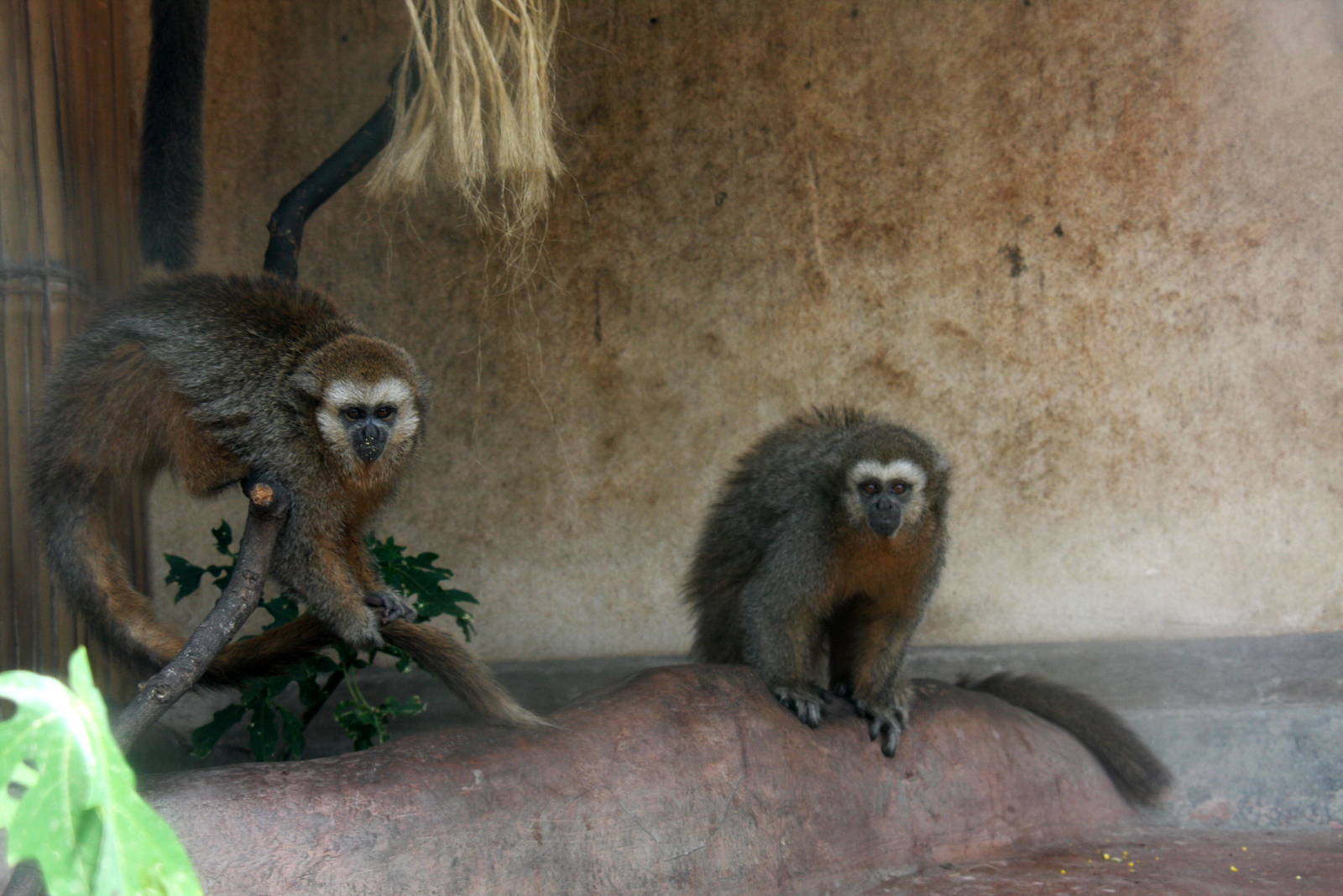 Parque Zoologico Huachipa 2012