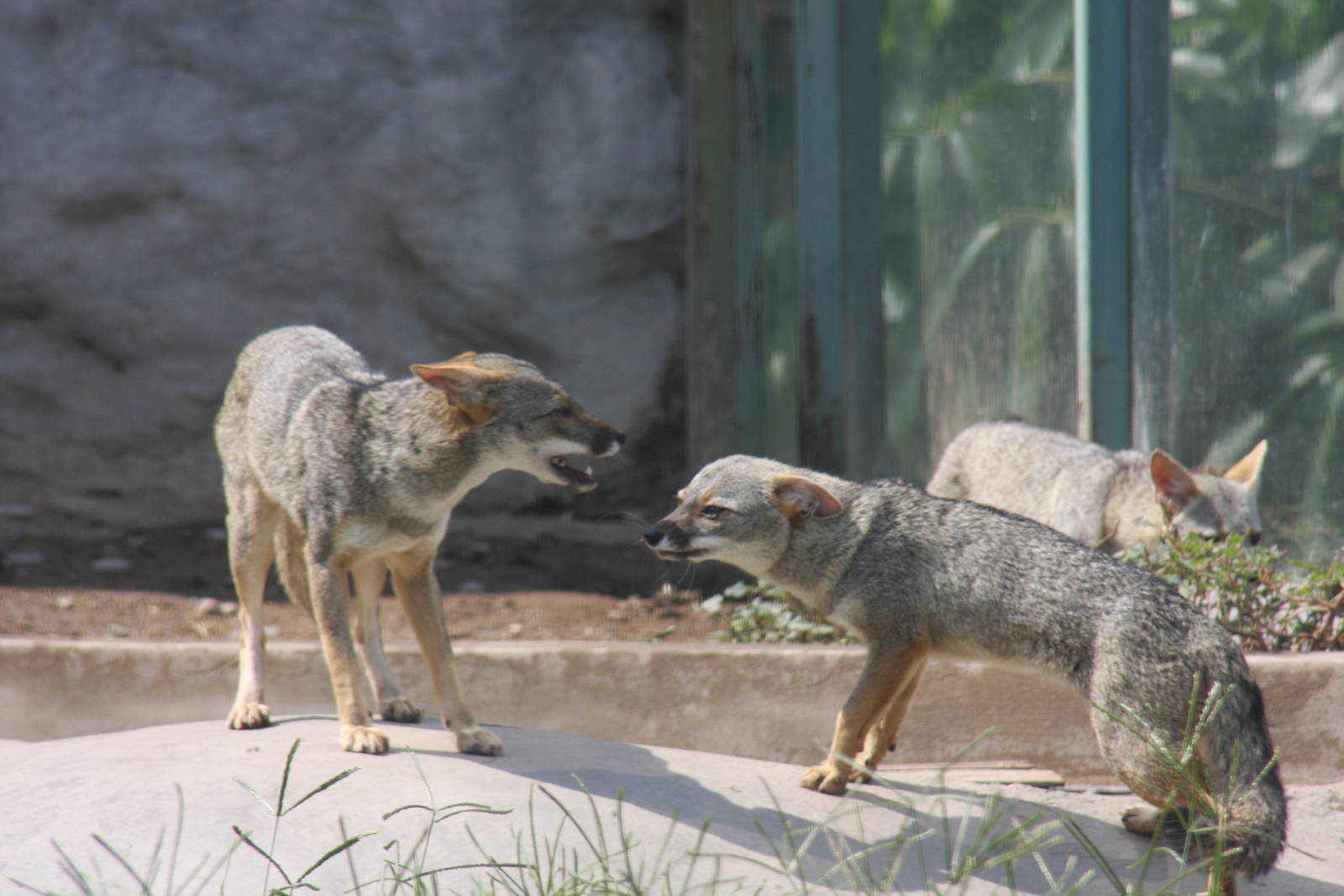Parque Zoologico Huachipa 2012
