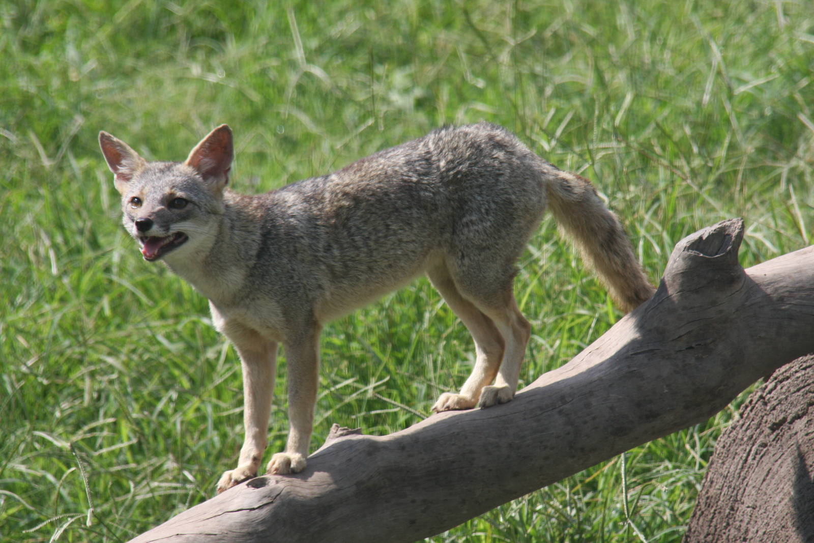 Parque Zoologico Huachipa 2012