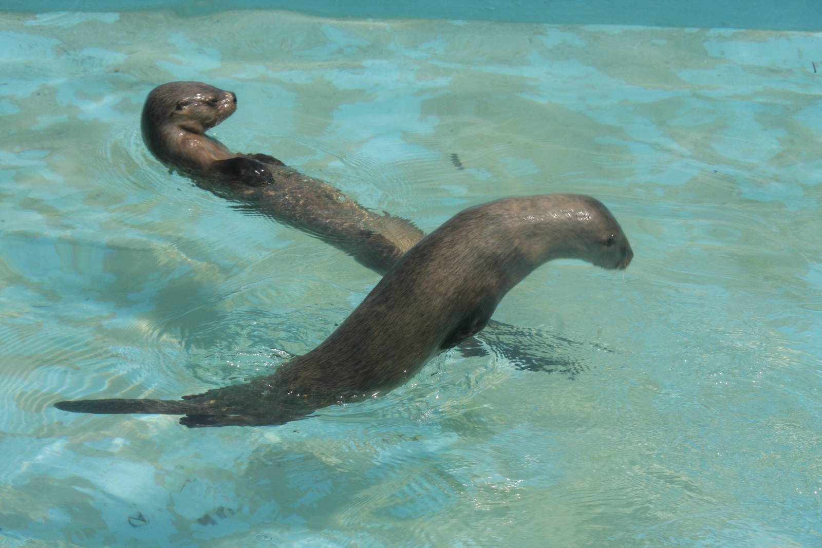 Parque Zoologico Huachipa 2012