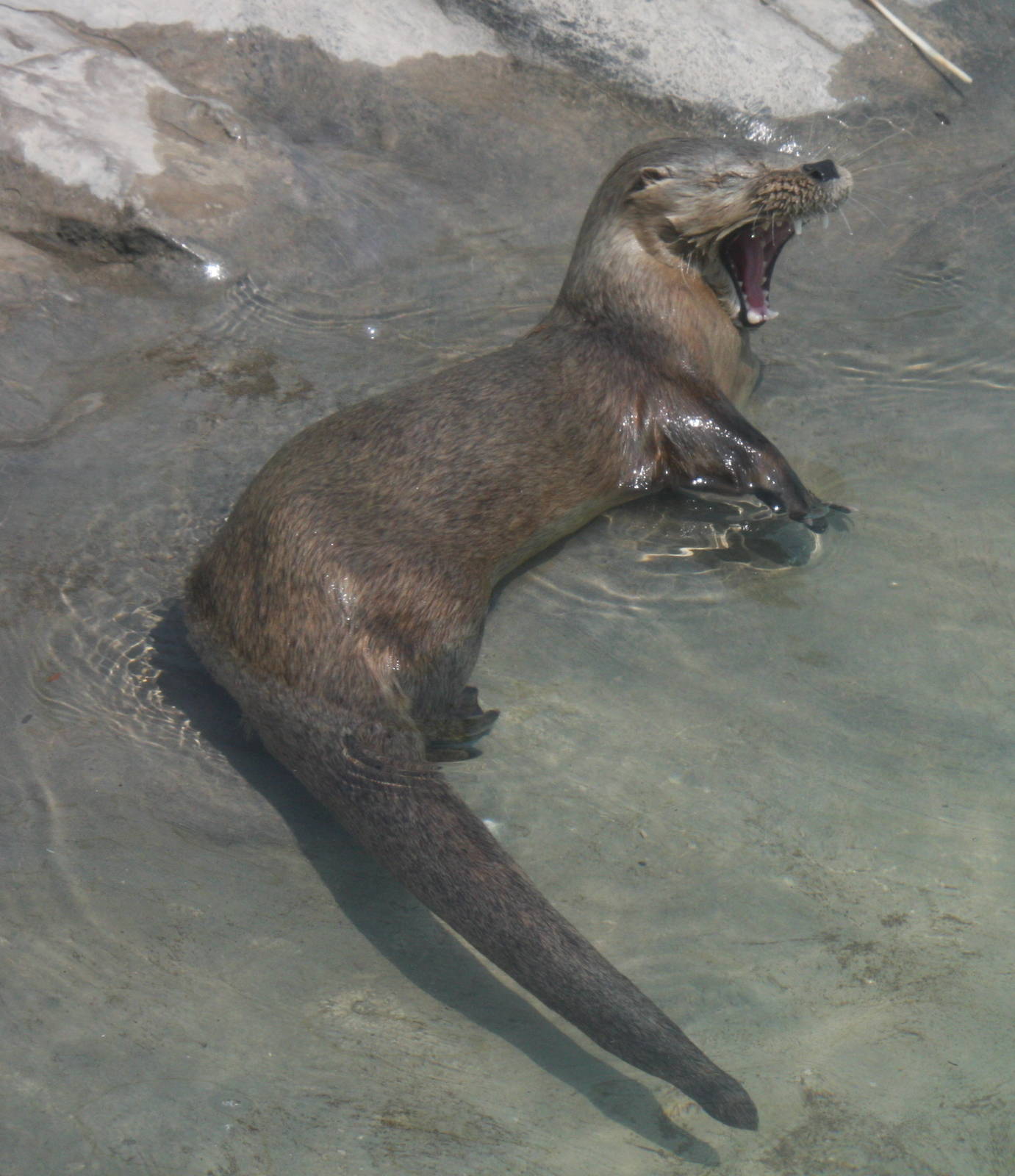 Parque Zoologico Huachipa 2012
