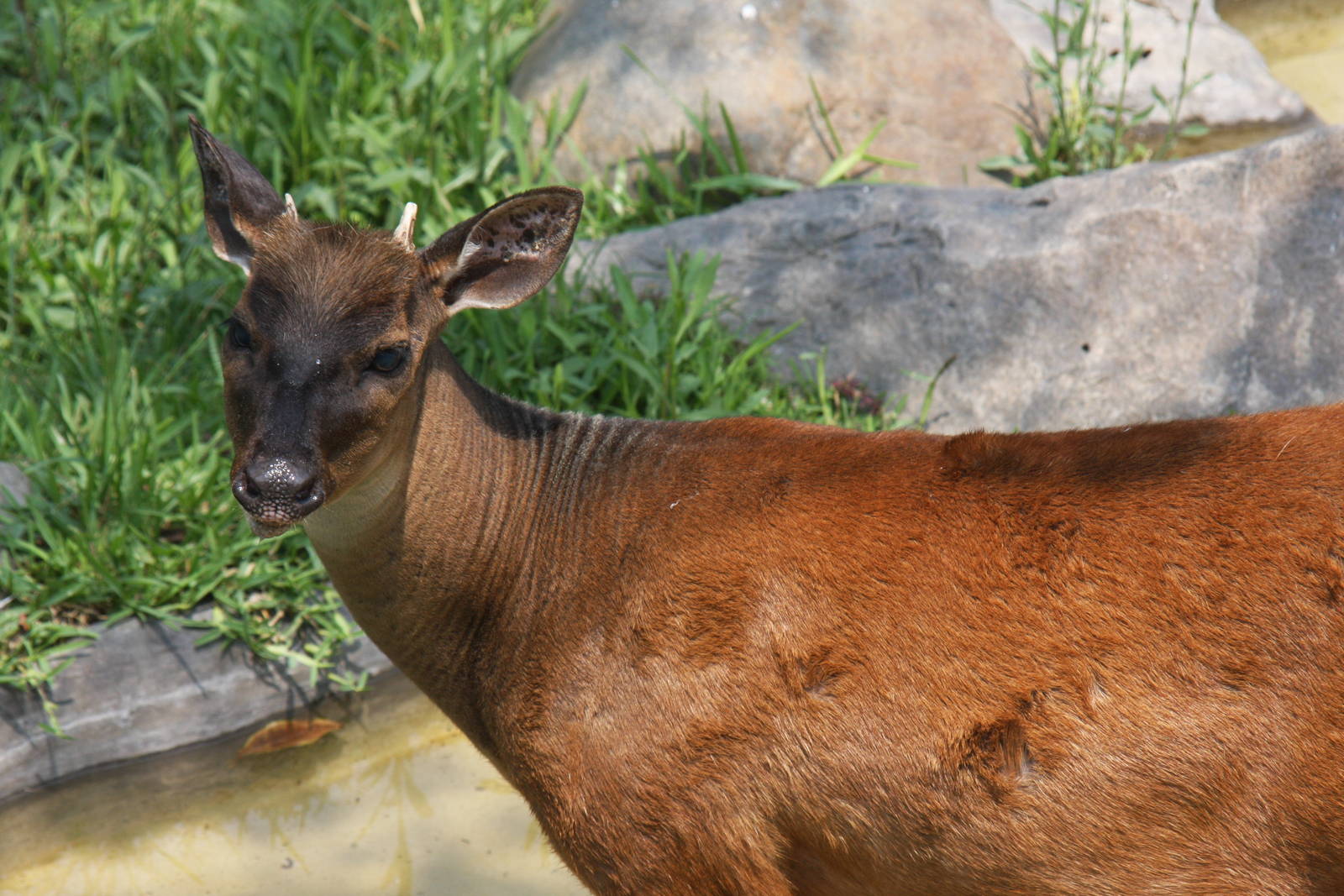 Parque Zoologico Huachipa 2012
