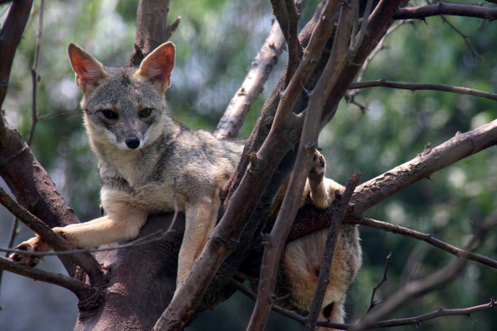 Parque Zoologico Huachipa 2012