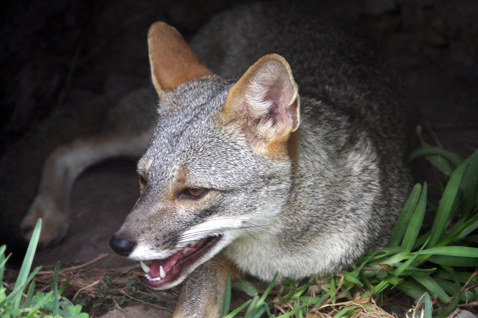 Parque Zoologico Huachipa 2012