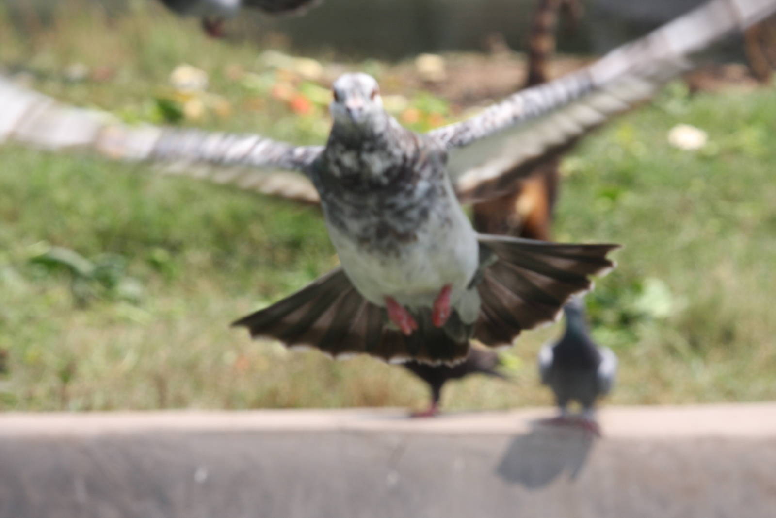 Parque Zoologico Huachipa 2012