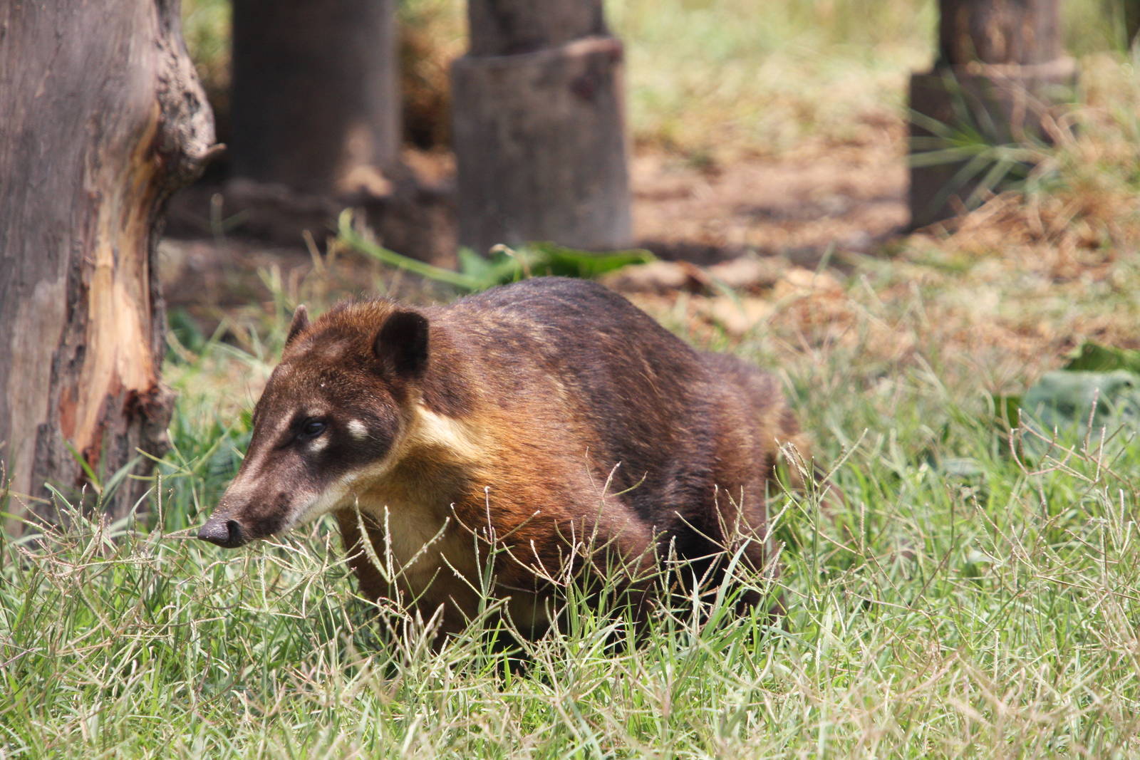 Parque Zoologico Huachipa 2012