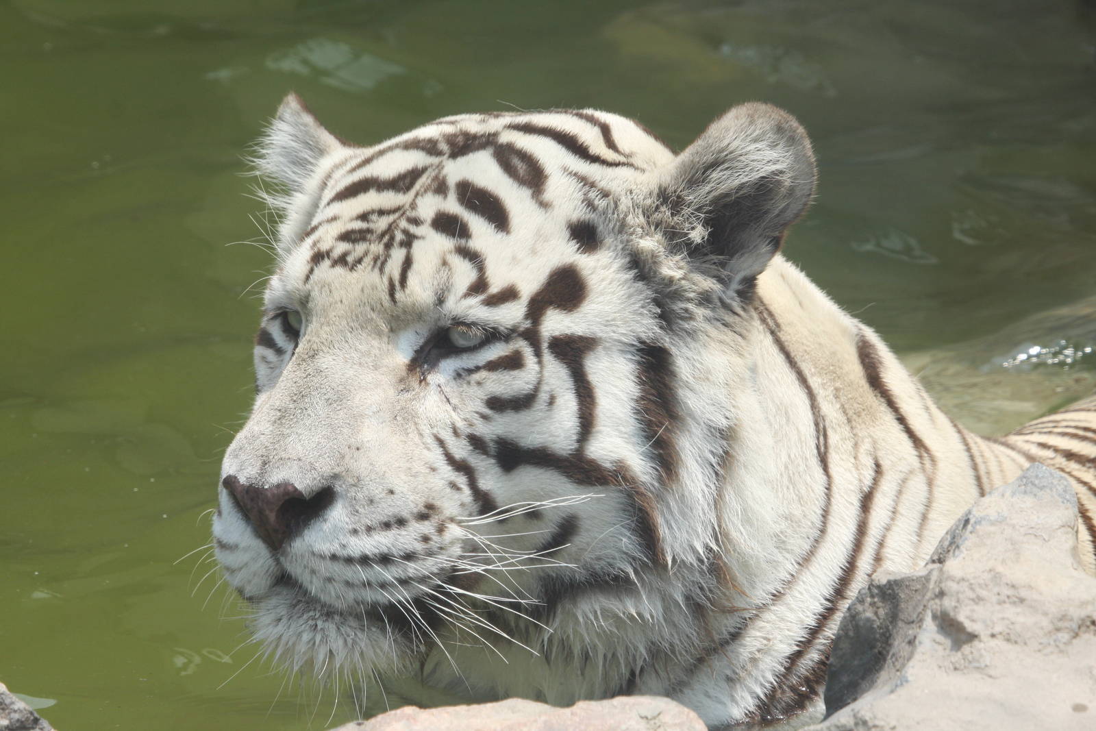 Parque Zoologico Huachipa 2012