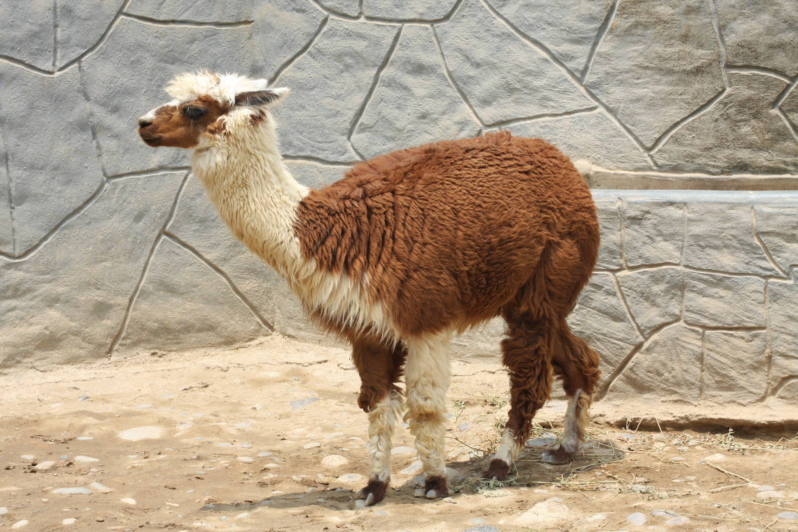 Parque Zoologico Huachipa 2012