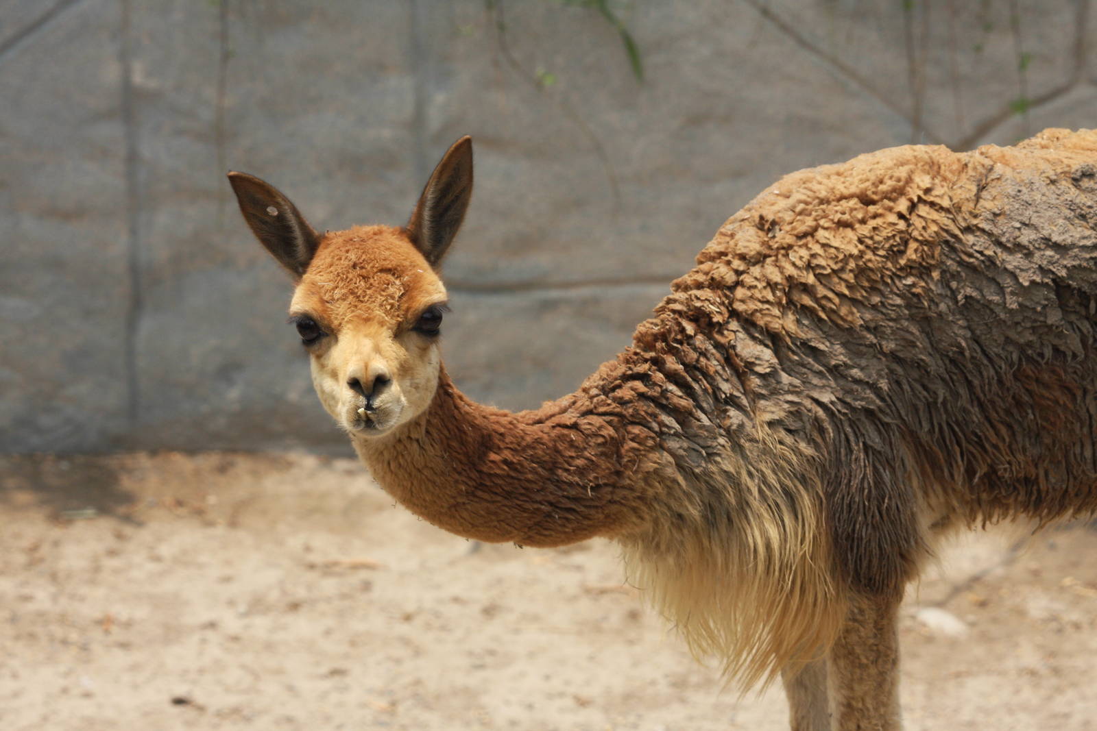 Parque Zoologico Huachipa 2012