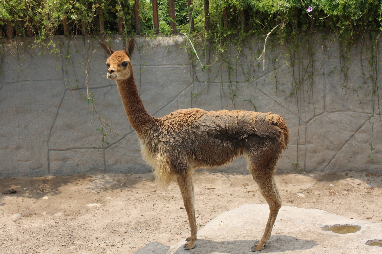 Parque Zoologico Huachipa 2012