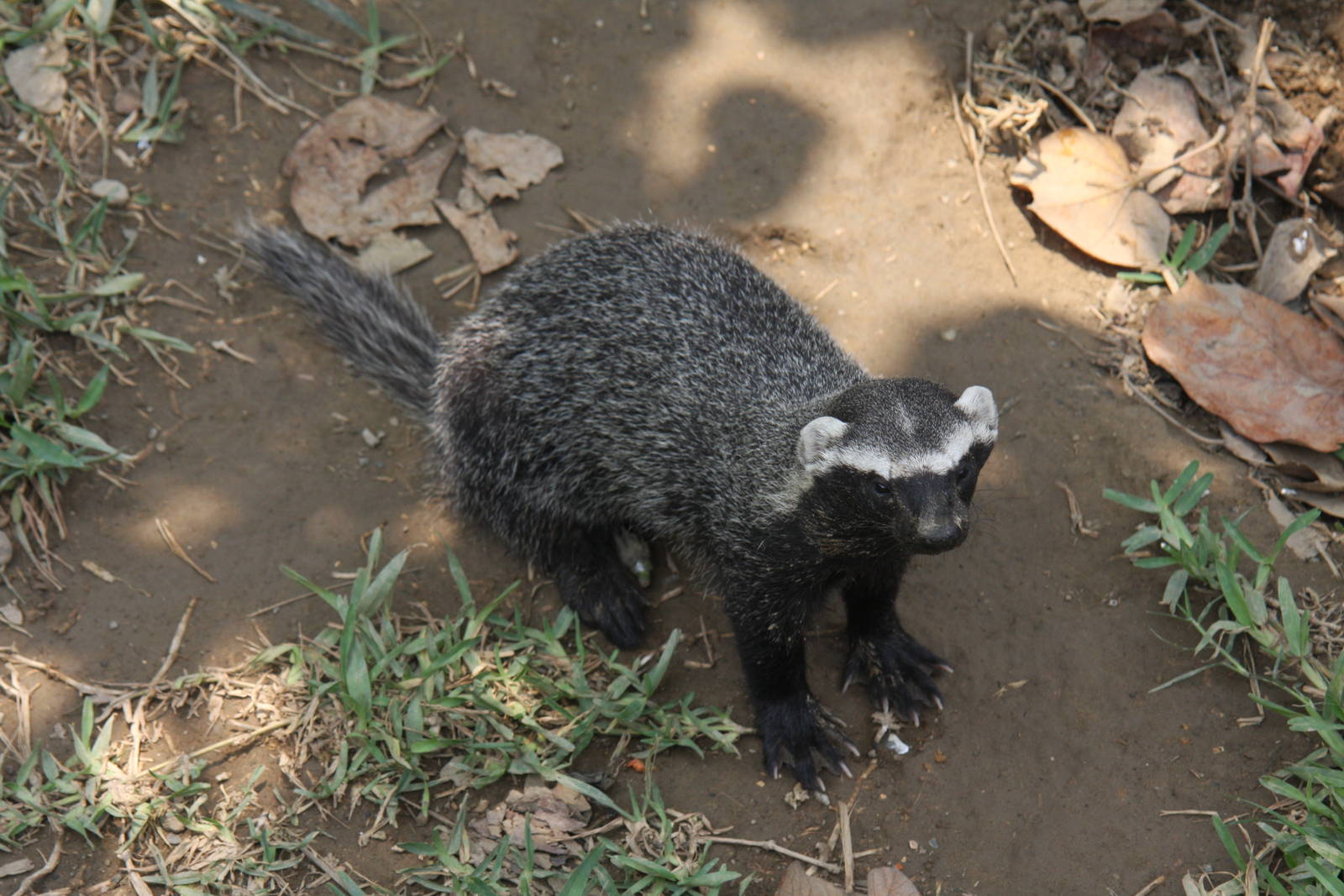Parque Zoologico Huachipa 2012