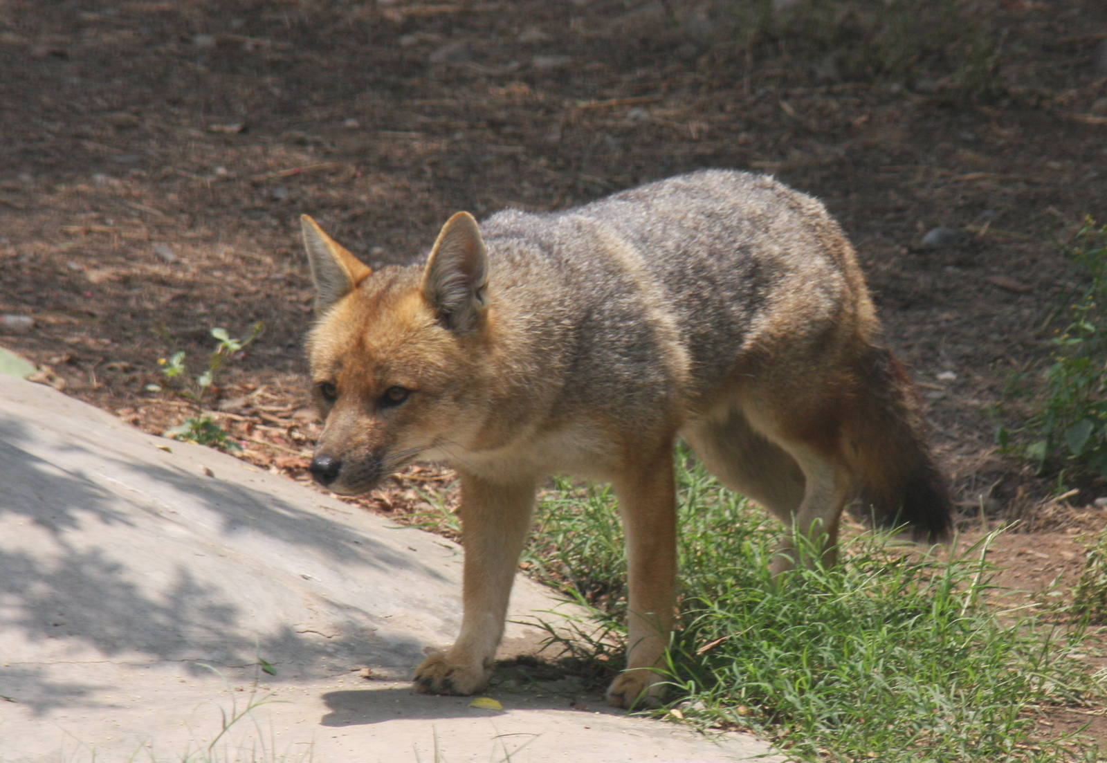 Parque Zoologico Huachipa 2012