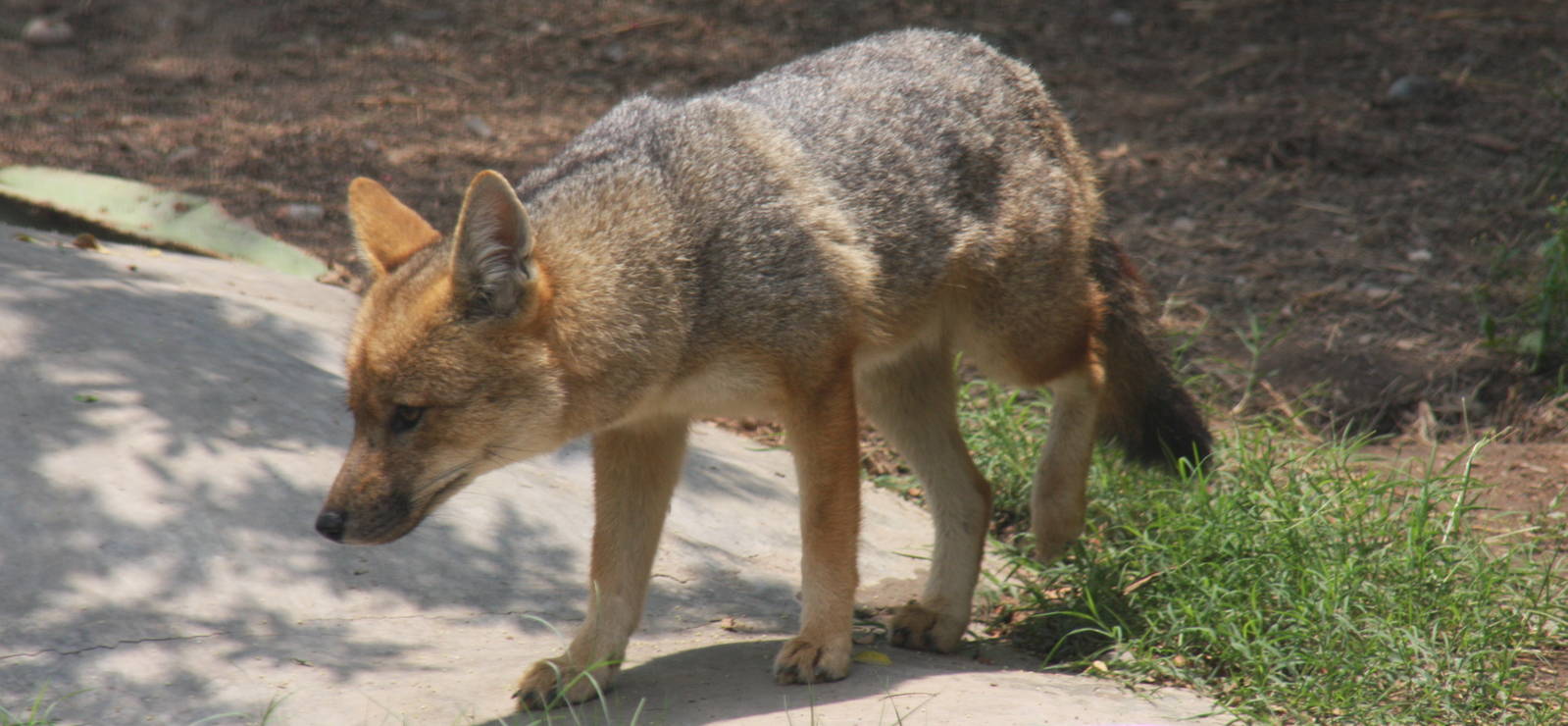 Parque Zoologico Huachipa 2012