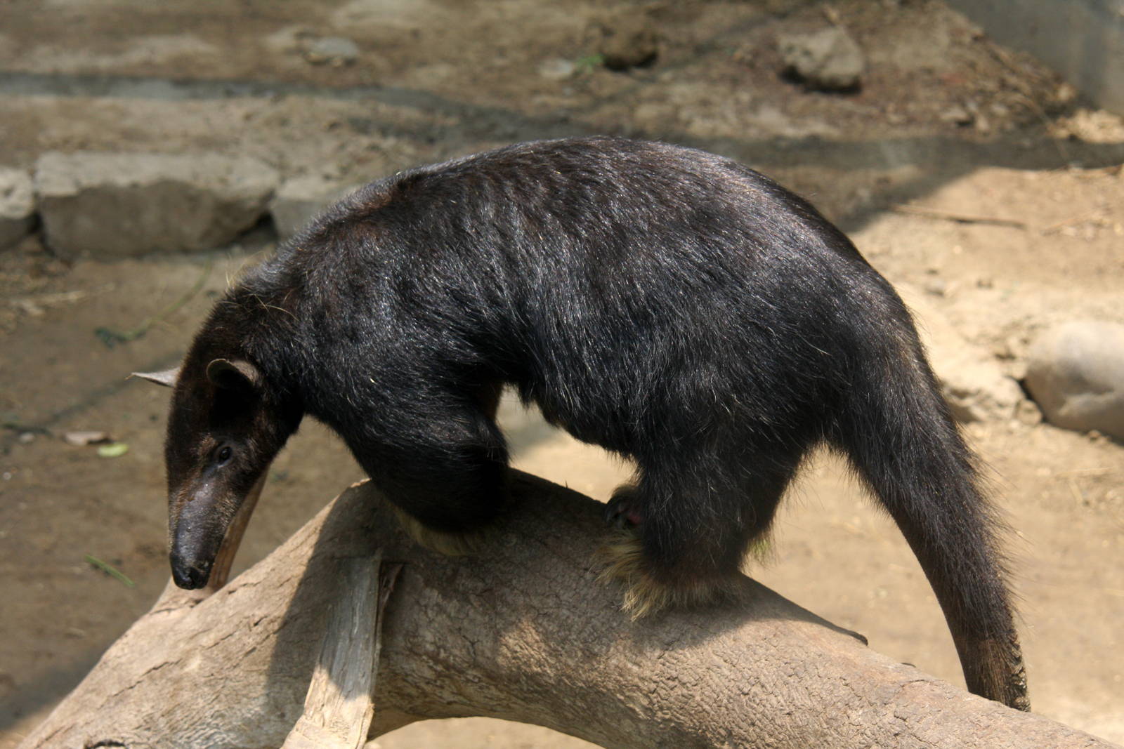 Parque Zoologico Huachipa 2012