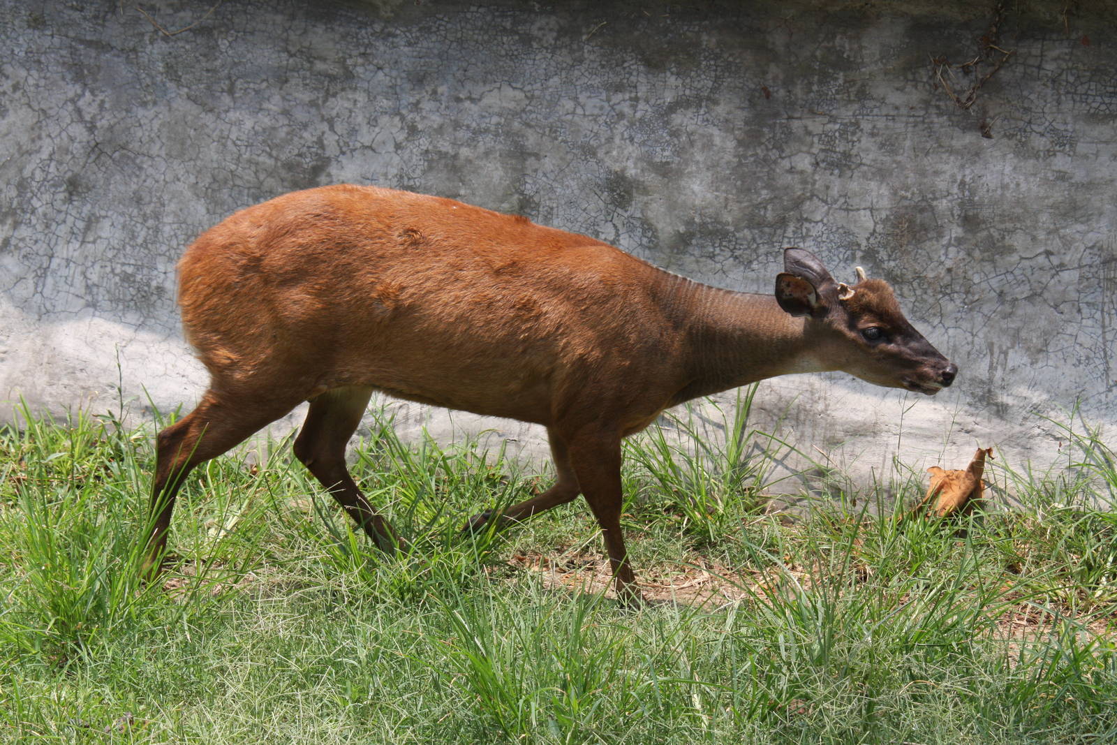 Parque Zoologico Huachipa 2012