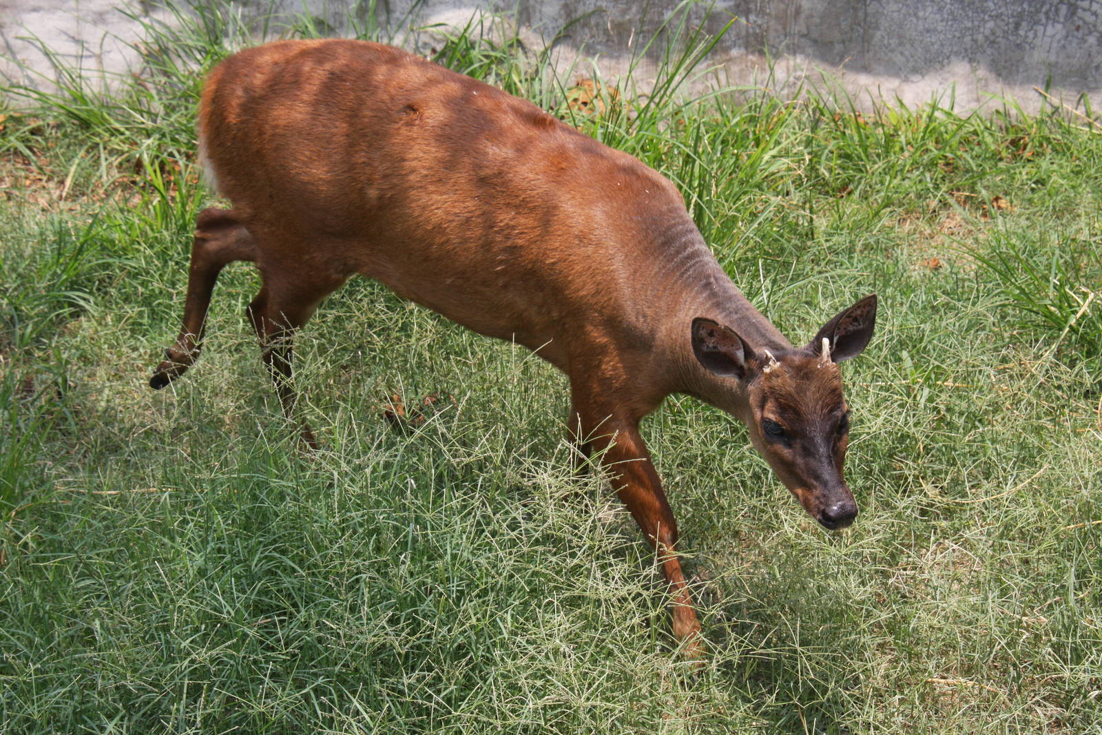 Parque Zoologico Huachipa 2012