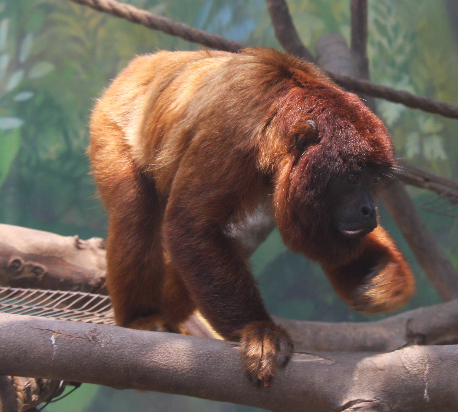 Parque Zoologico Huachipa 2012
