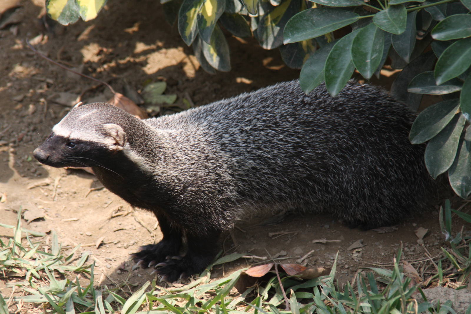 Parque Zoologico Huachipa 2012