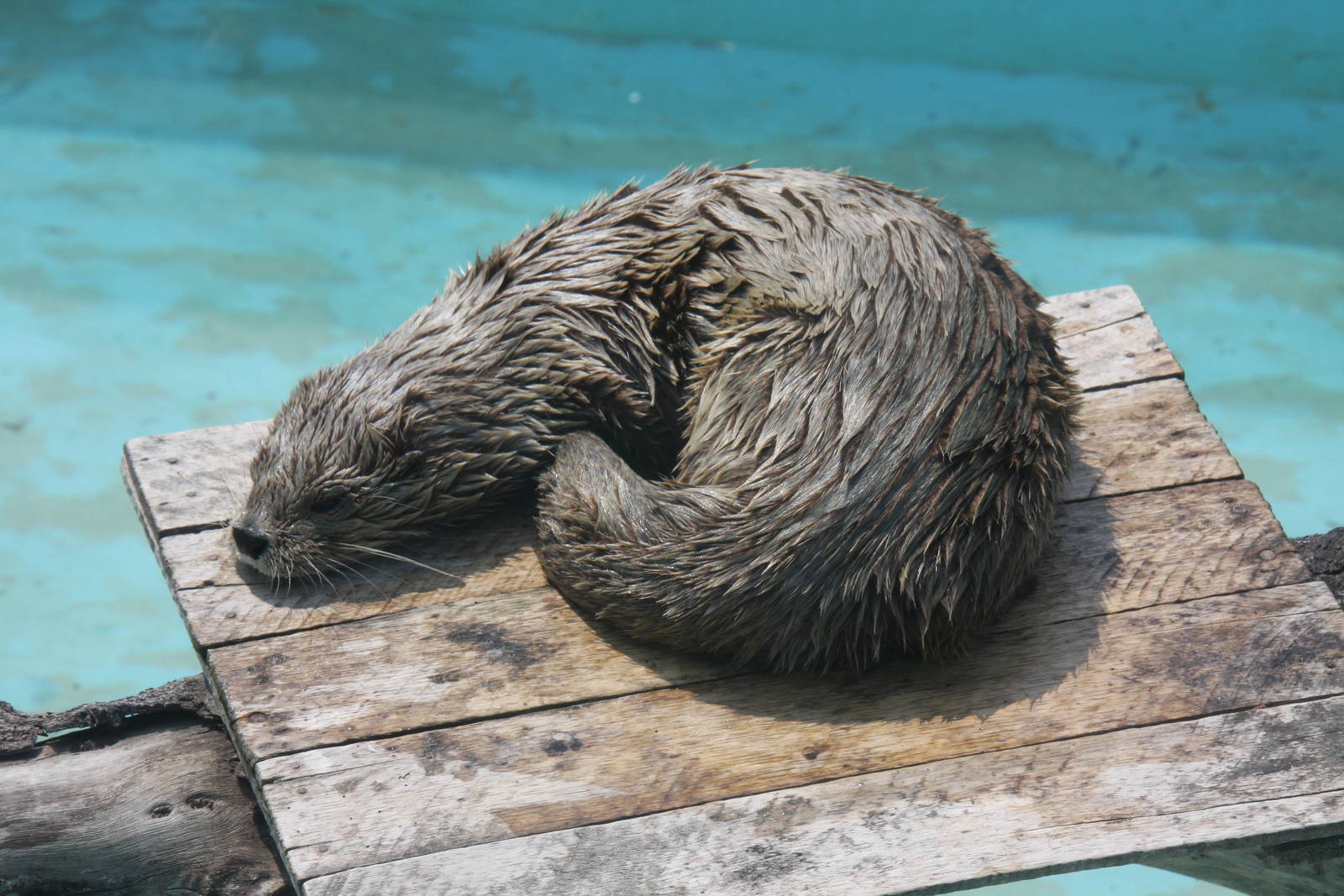 Parque Zoologico Huachipa 2012