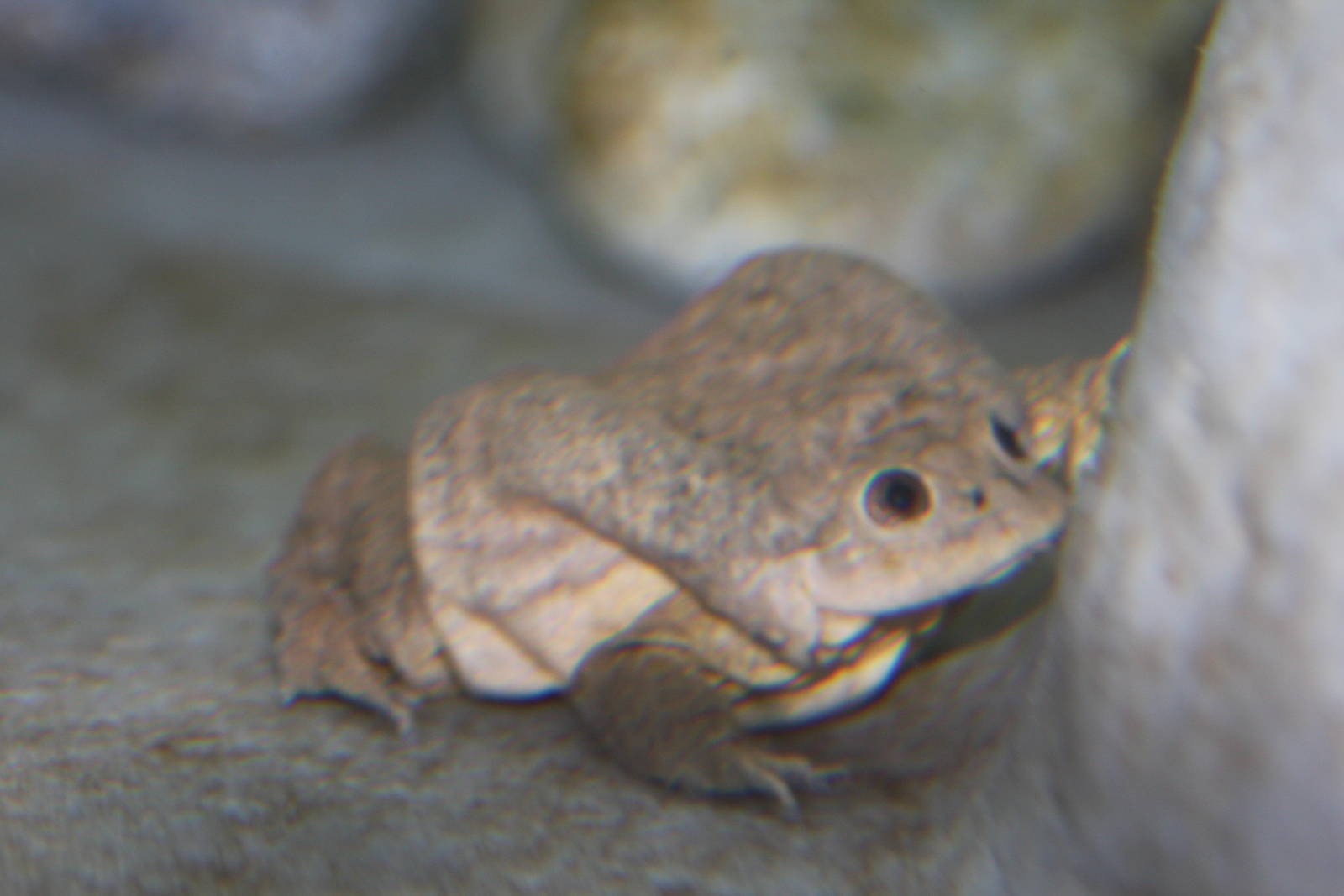 Parque Zoologico Huachipa 2012