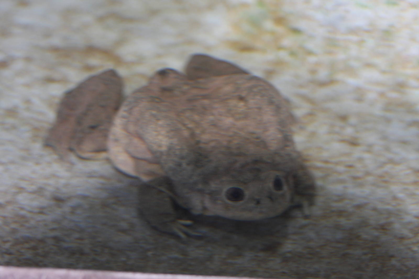 Parque Zoologico Huachipa 2012