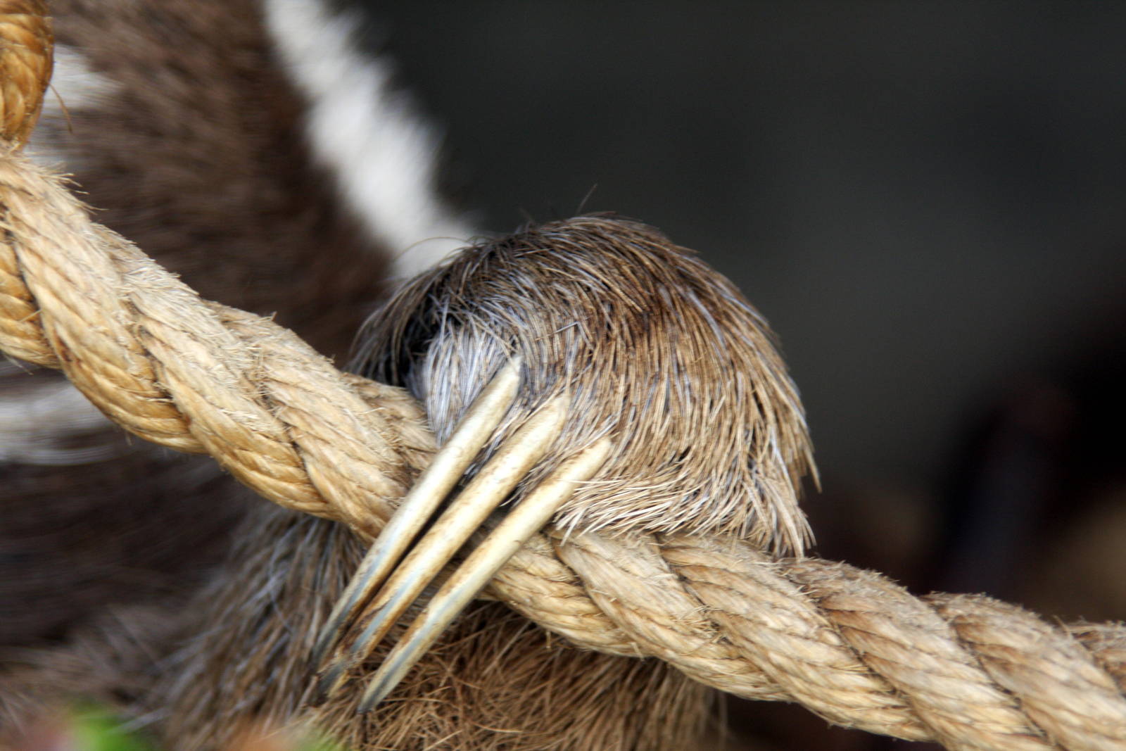 Parque Zoologico Huachipa 2012