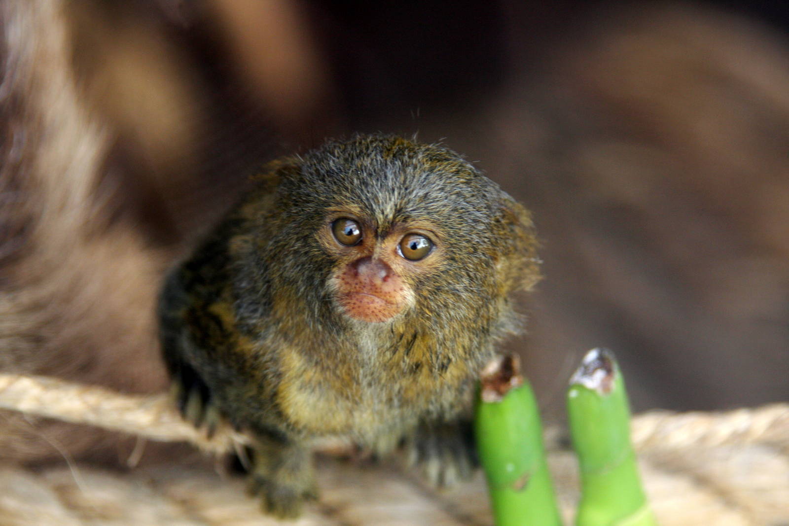 Parque Zoologico Huachipa 2012