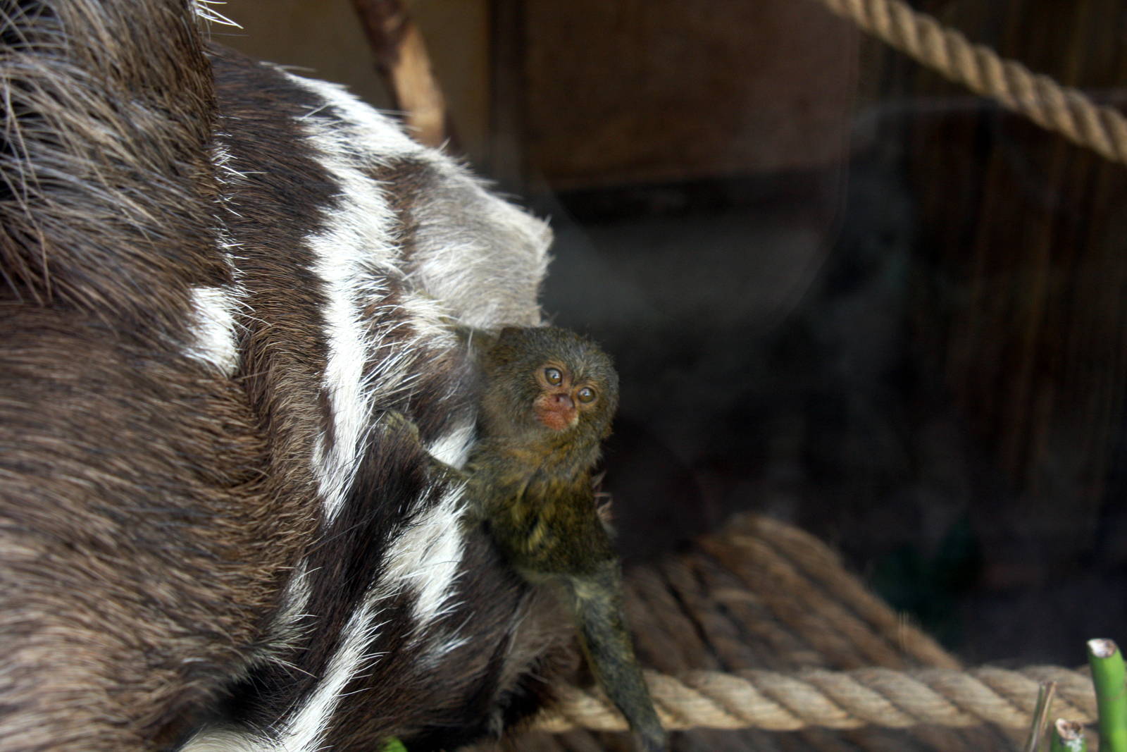 Parque Zoologico Huachipa 2012