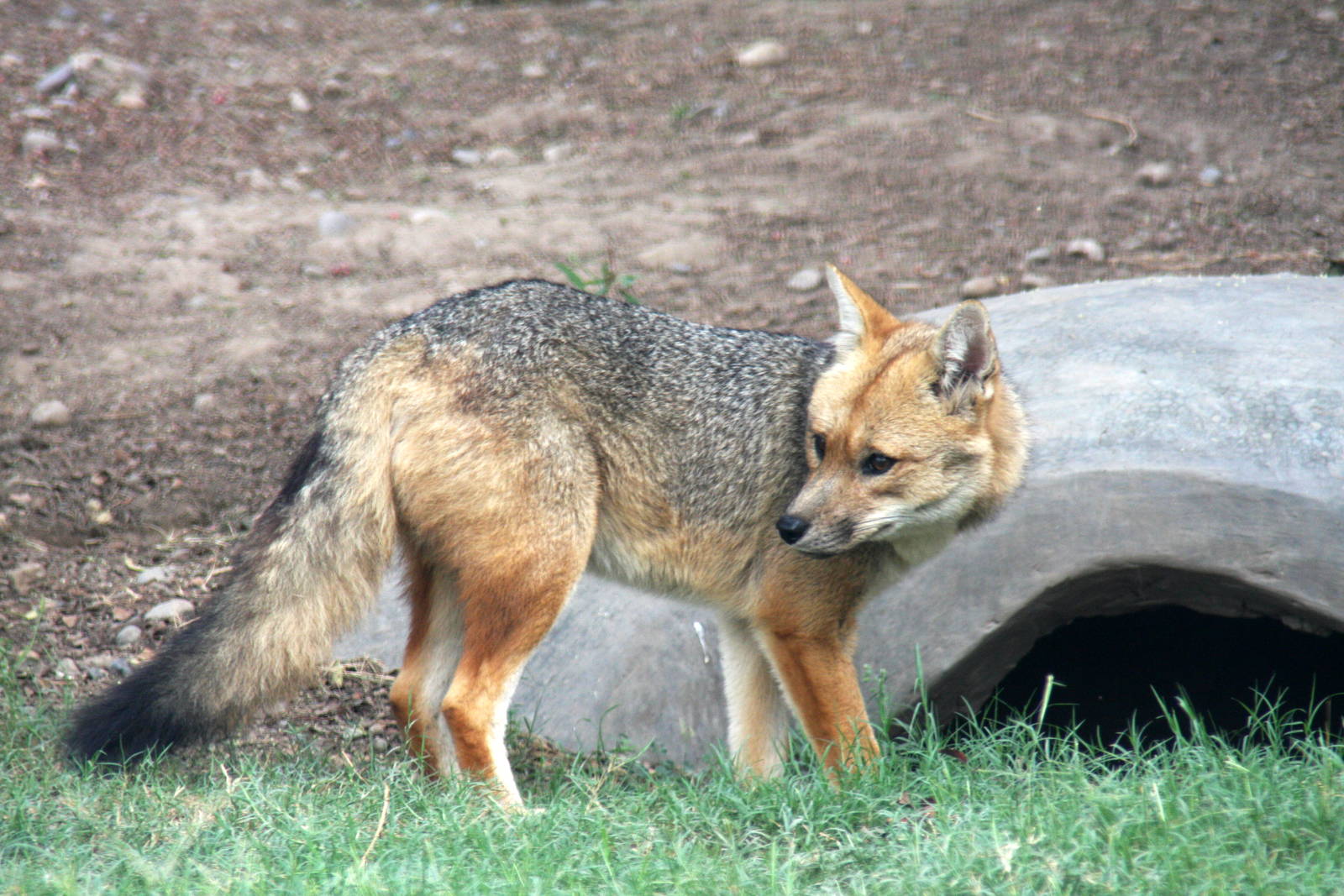 Parque Zoologico Huachipa 2012