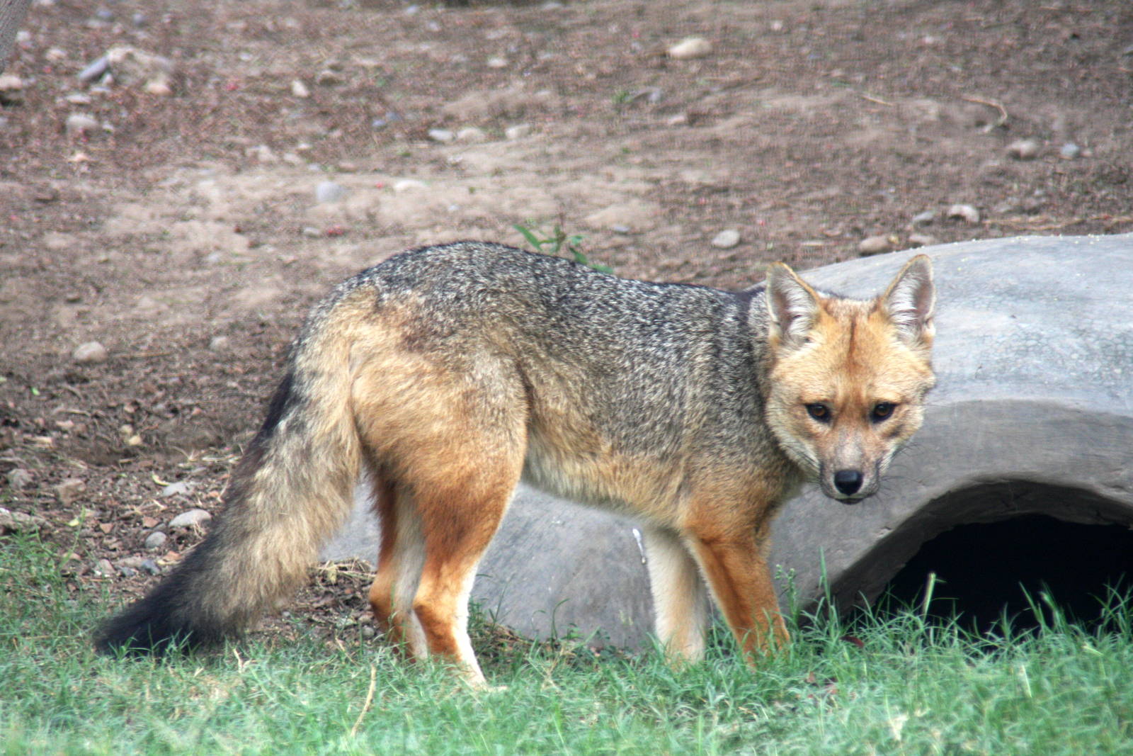 Parque Zoologico Huachipa 2012