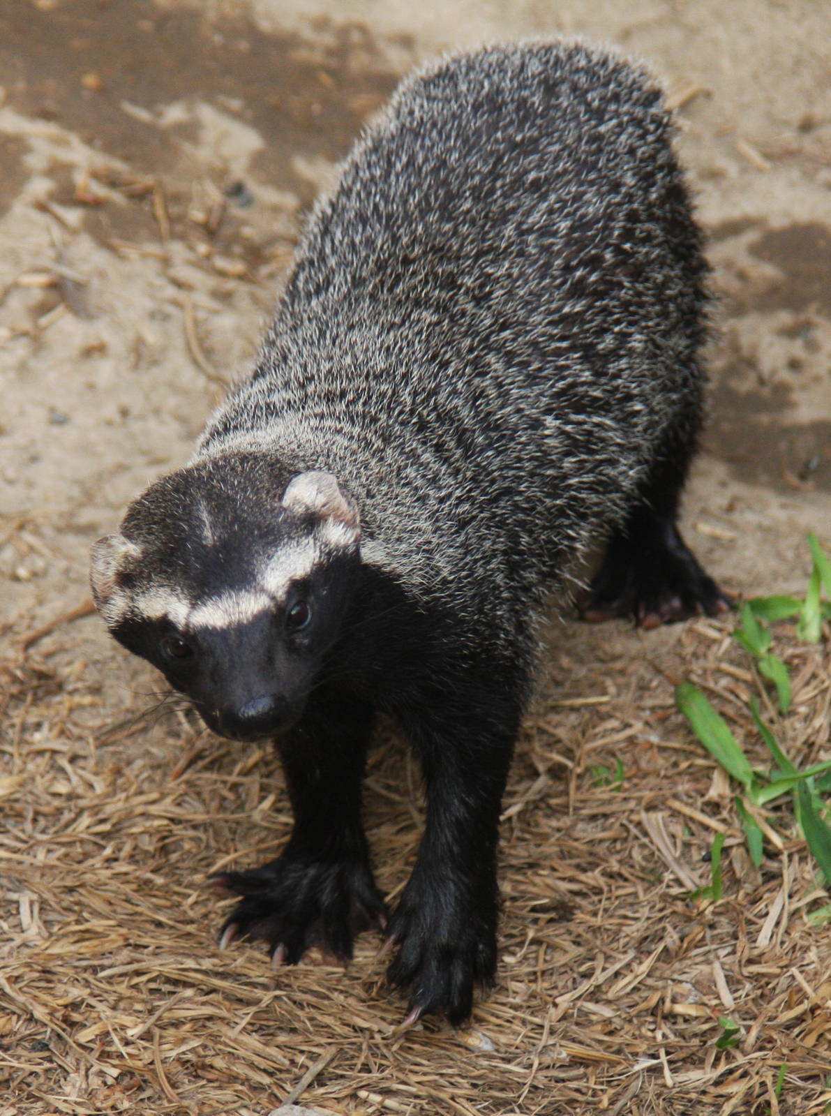 Parque Zoologico Huachipa 2012