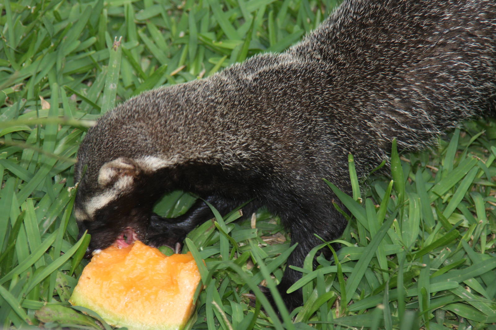 Parque Zoologico Huachipa 2012