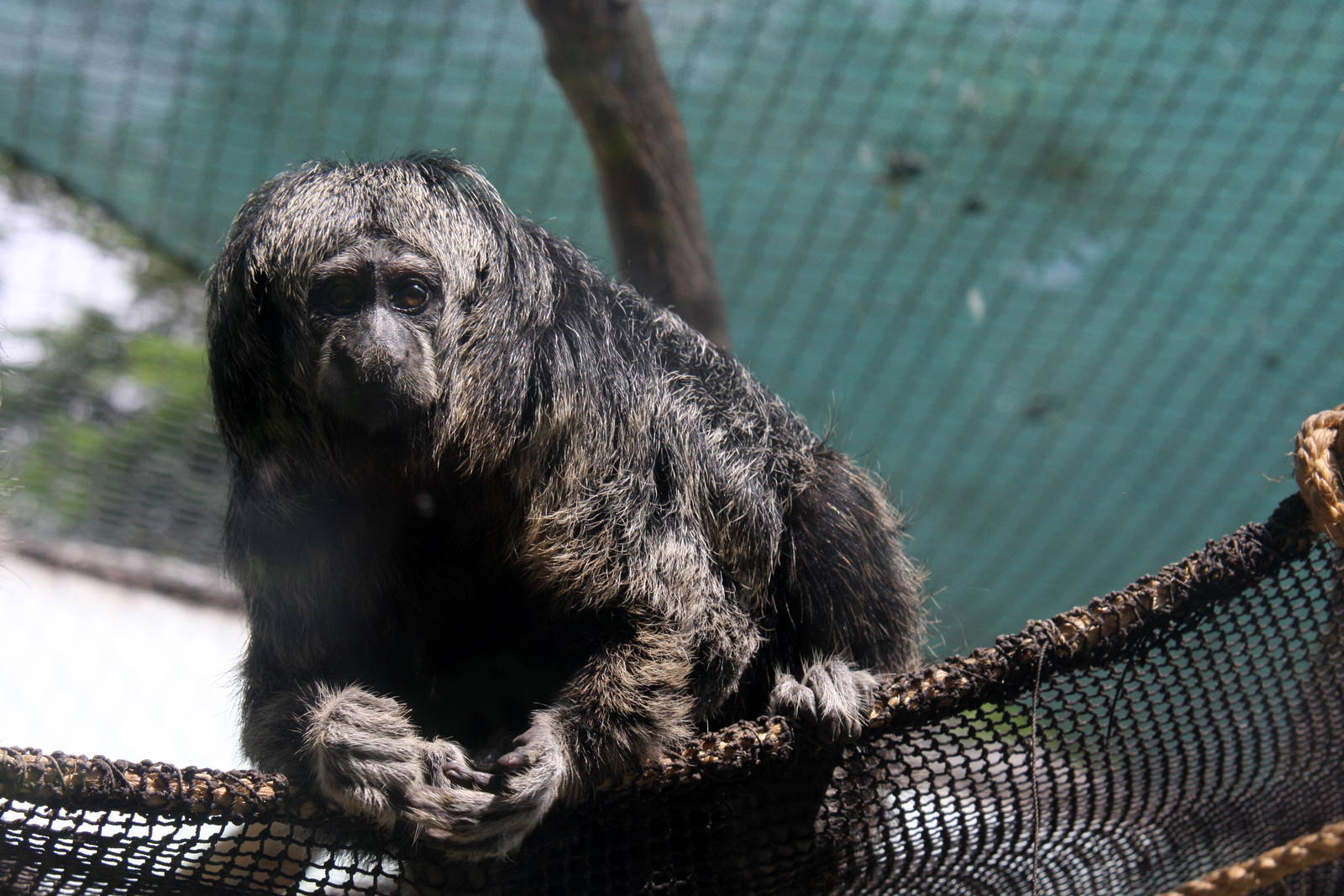 Parque Zoologico Huachipa 2012