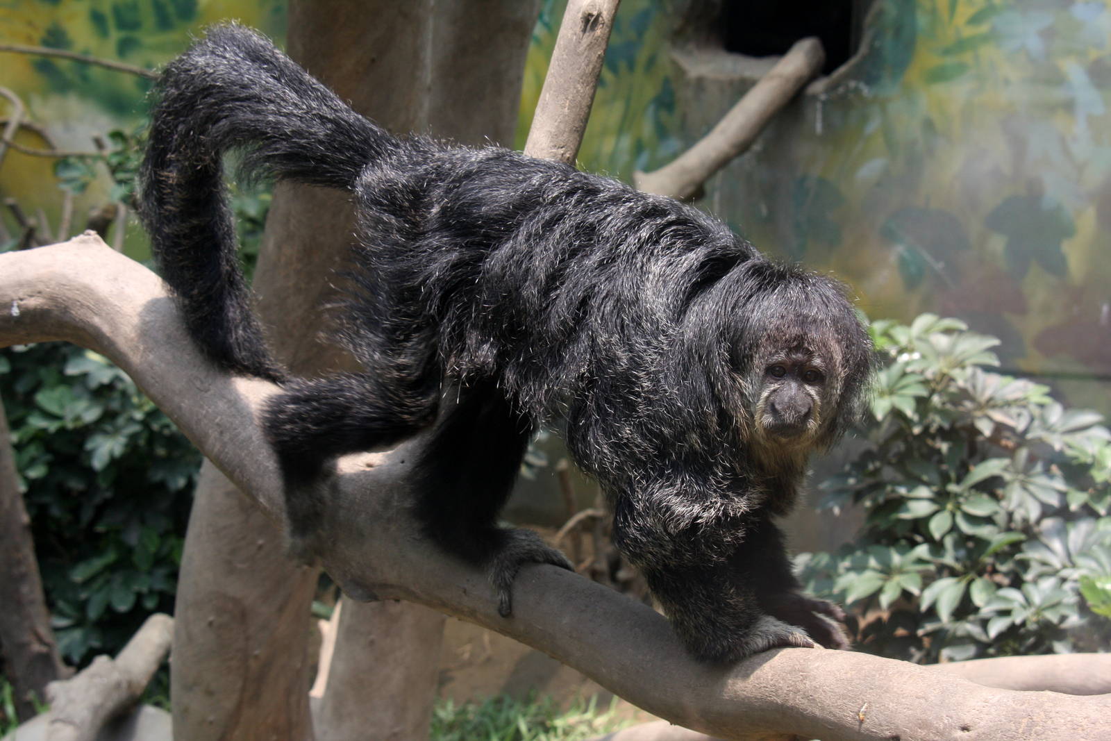 Parque Zoologico Huachipa 2012