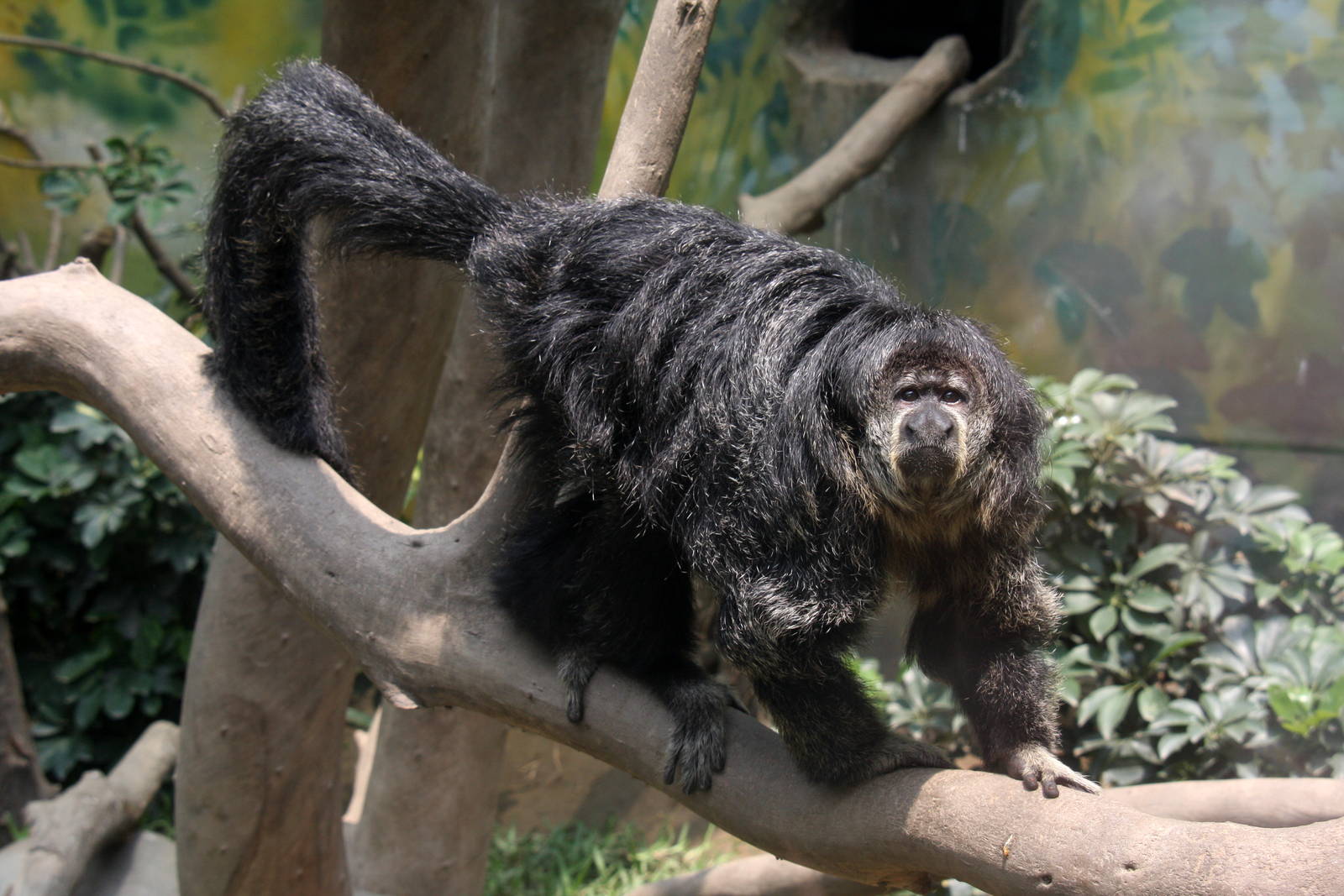 Parque Zoologico Huachipa 2012