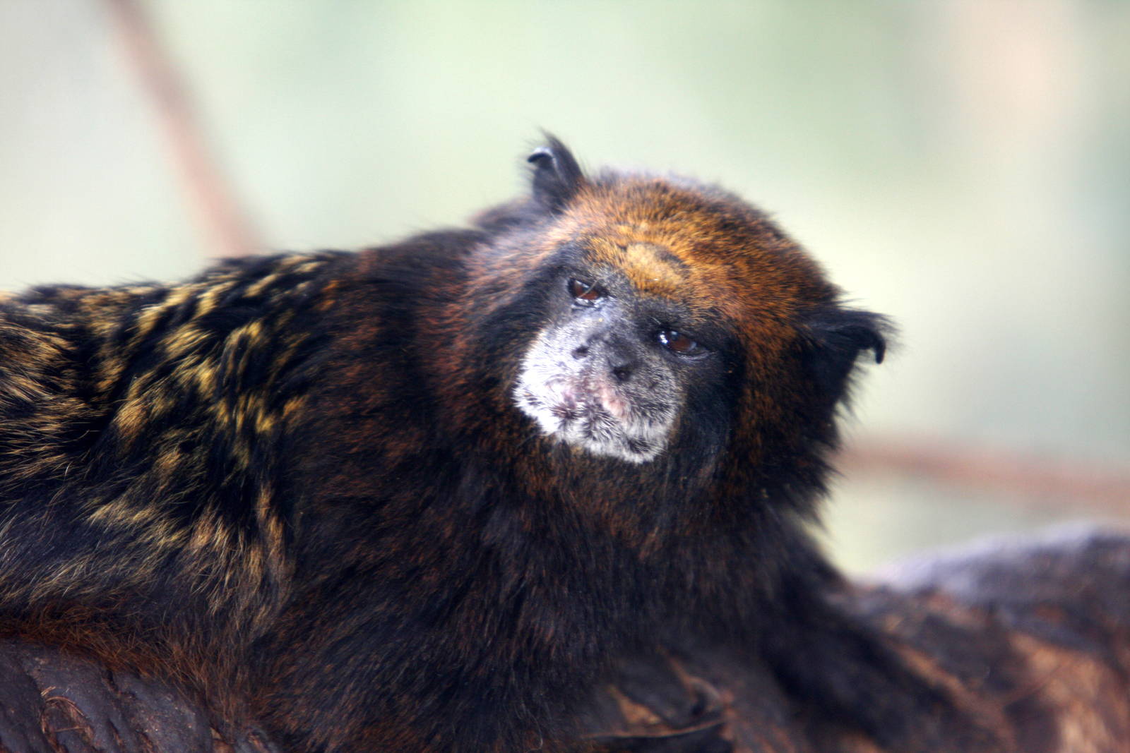 Parque Zoologico Huachipa 2012