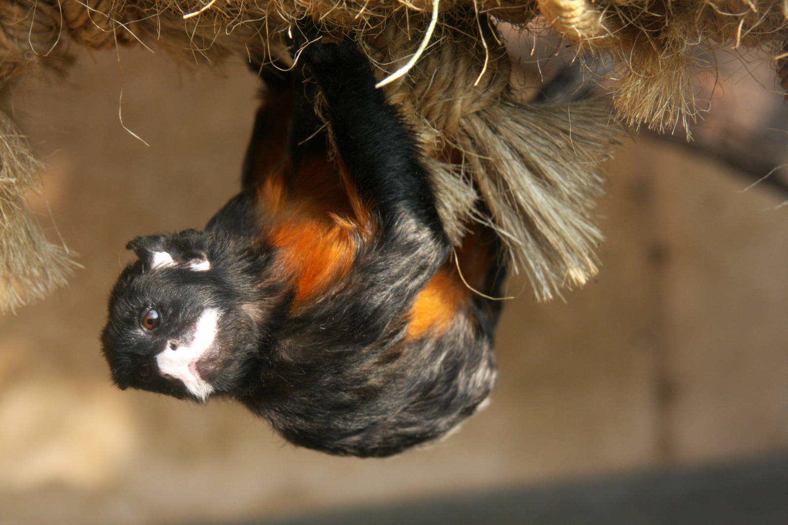 Parque Zoologico Huachipa 2012