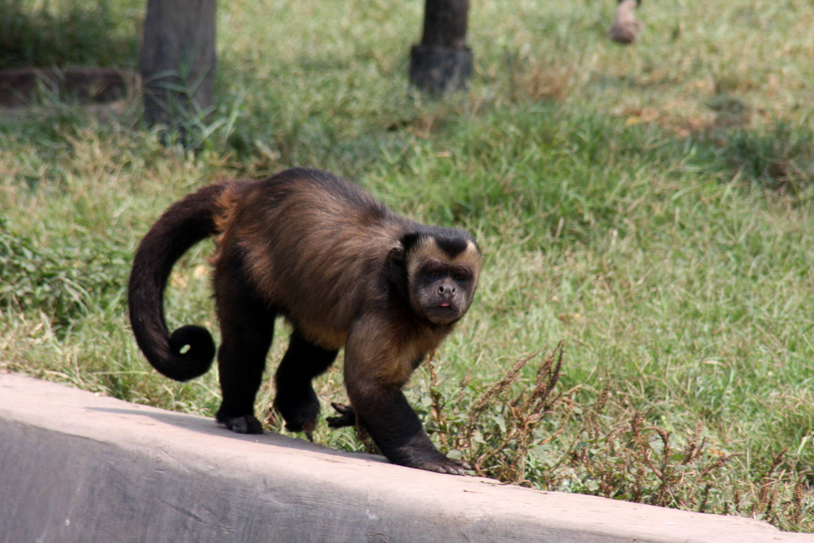 Parque Zoologico Huachipa 2012