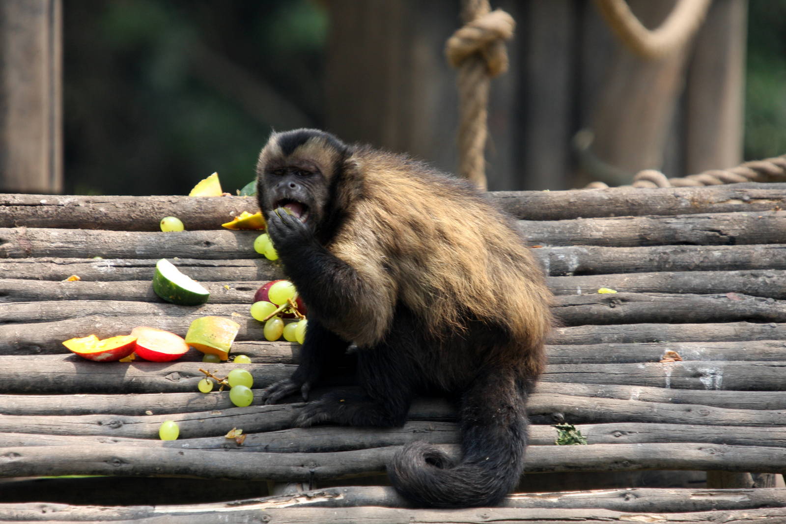 Parque Zoologico Huachipa 2012