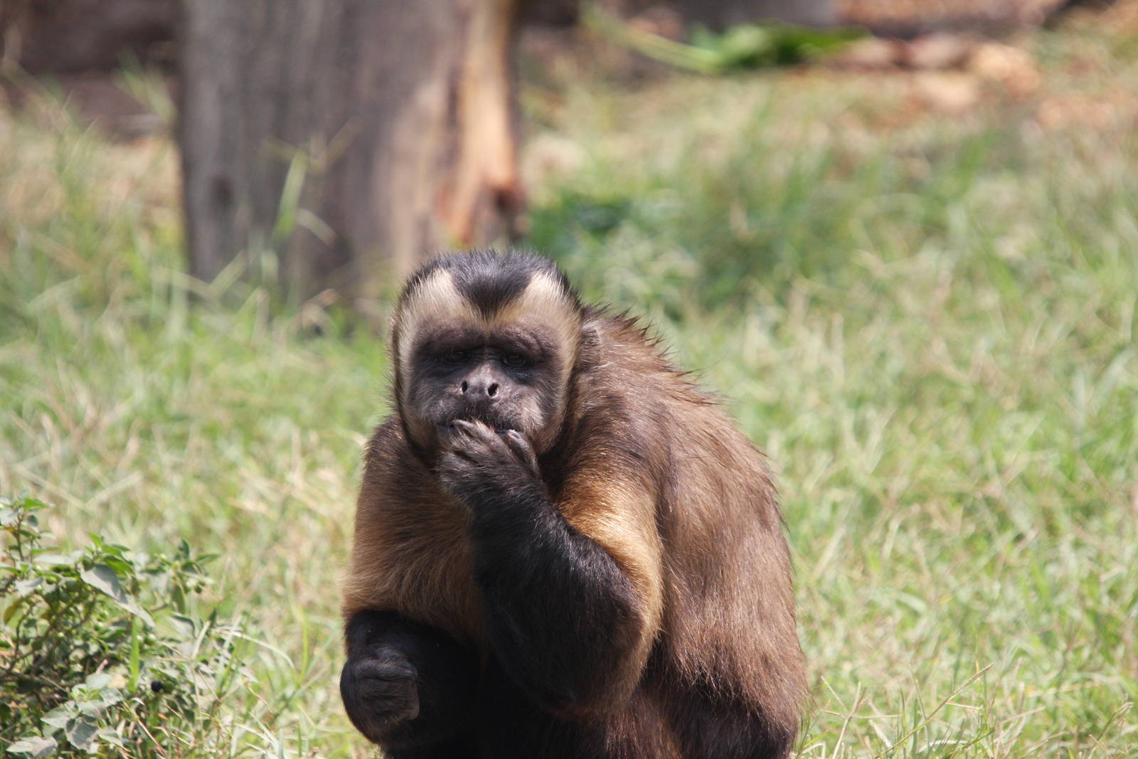Parque Zoologico Huachipa 2012
