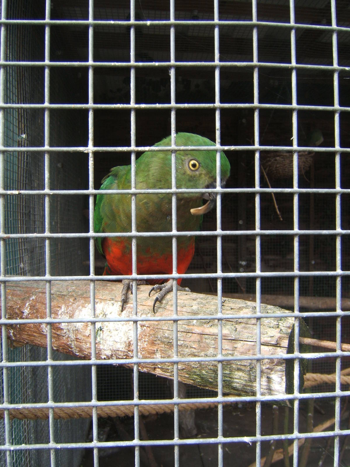 Parrakeet not sure what species,but its beak has a big problem