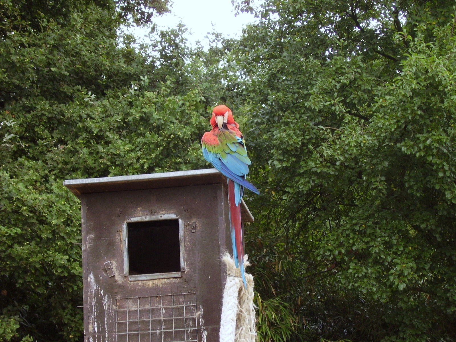 Parrot - 2006