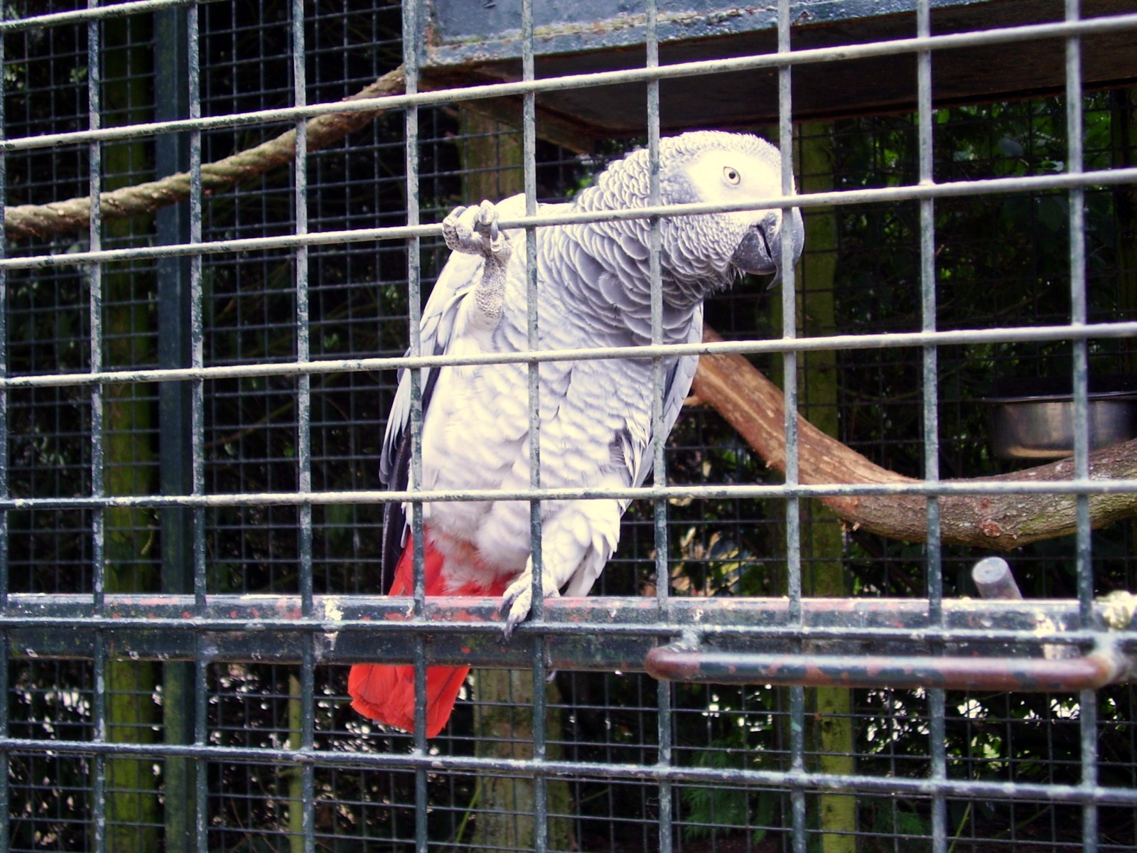 Parrot - 2006
