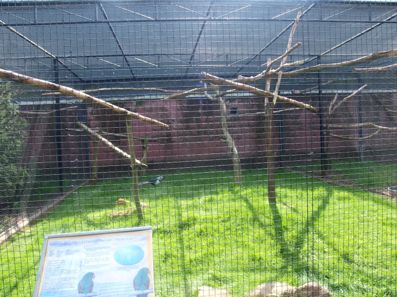 Parrot and Lady Amherst's pheasant aviary (April 19th, 2015)