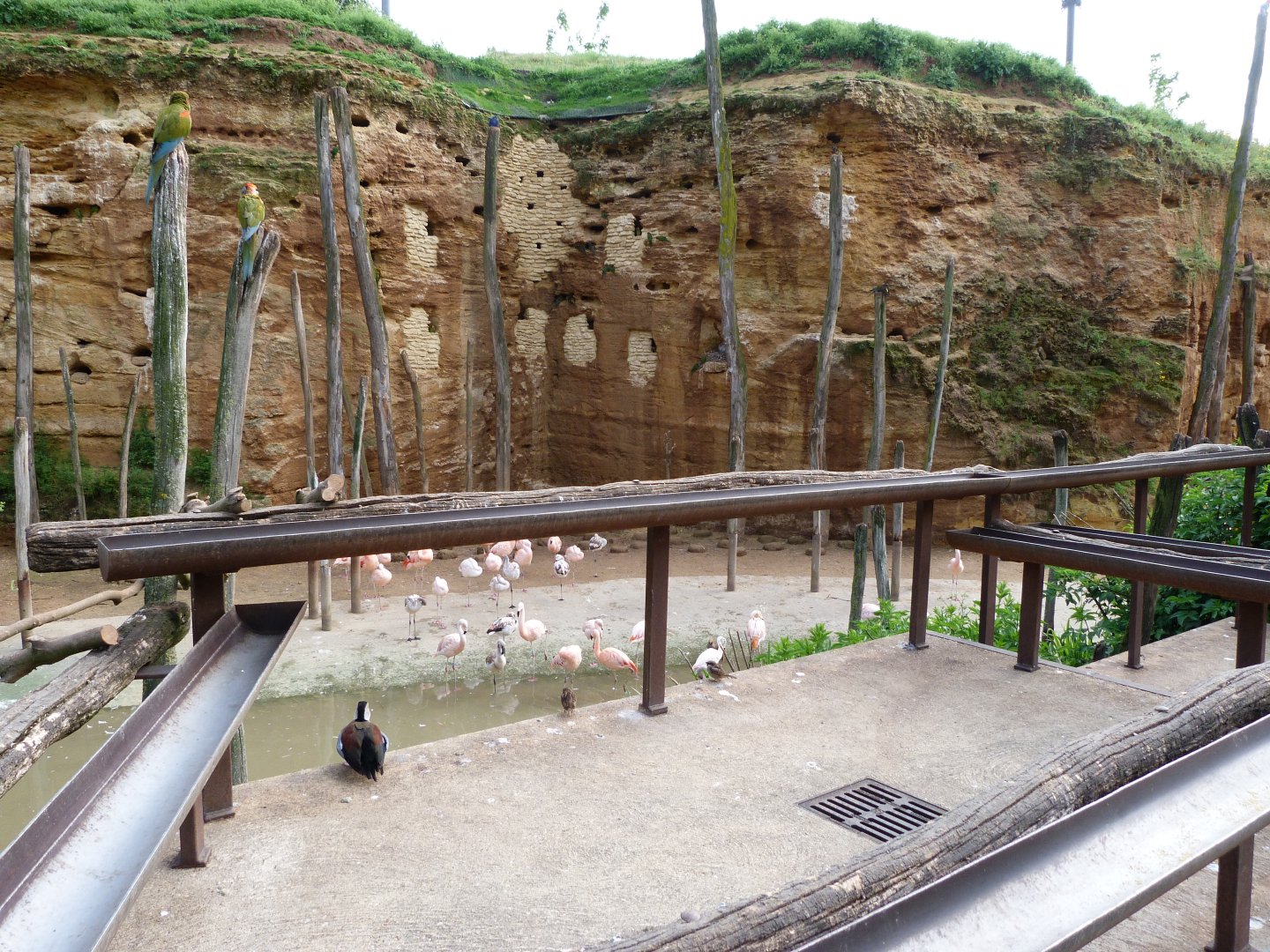 Parrot and macaw feeders -Bioparc de Doué la Fontaine (2025)